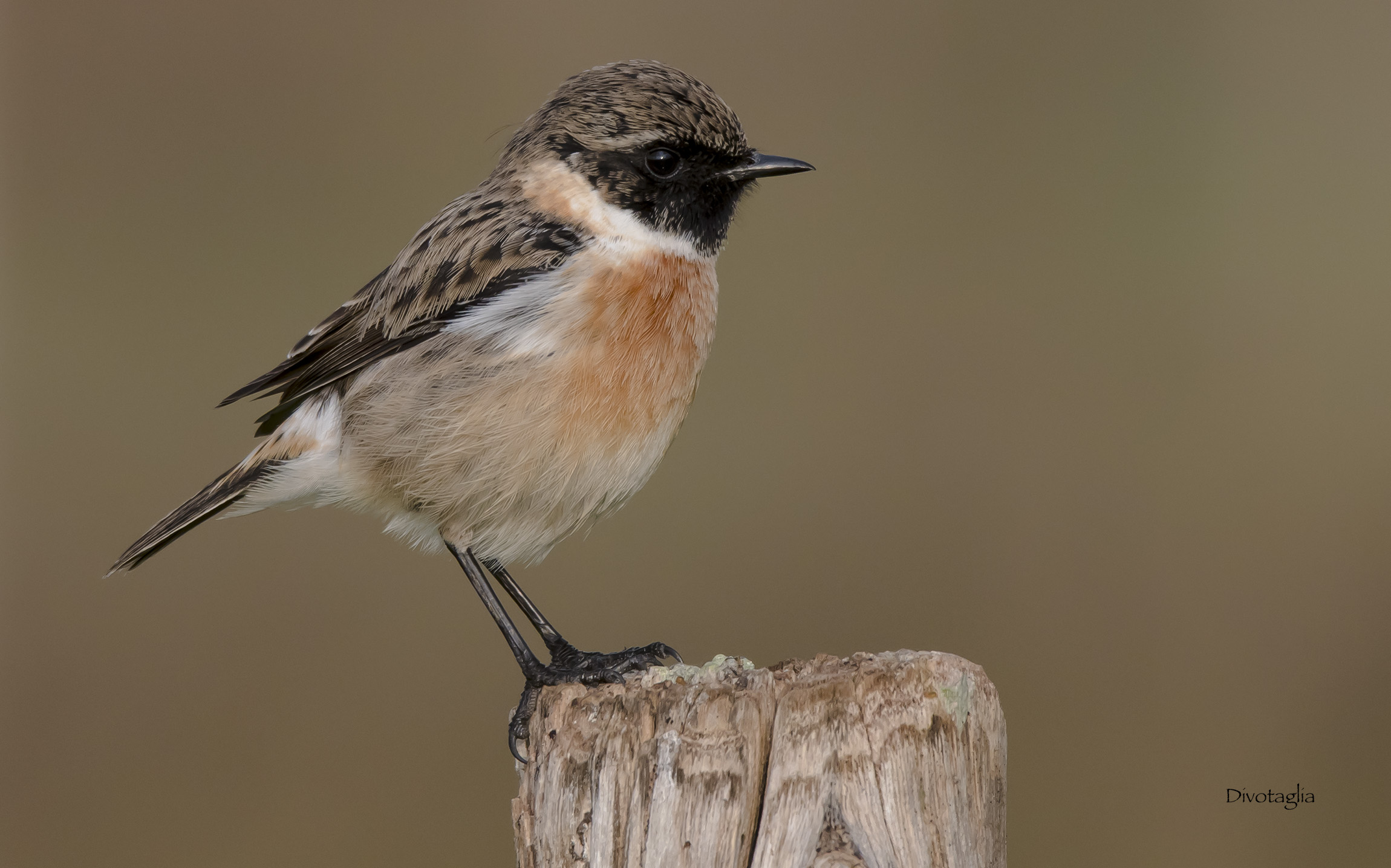 Saltimpalo by name and in fact