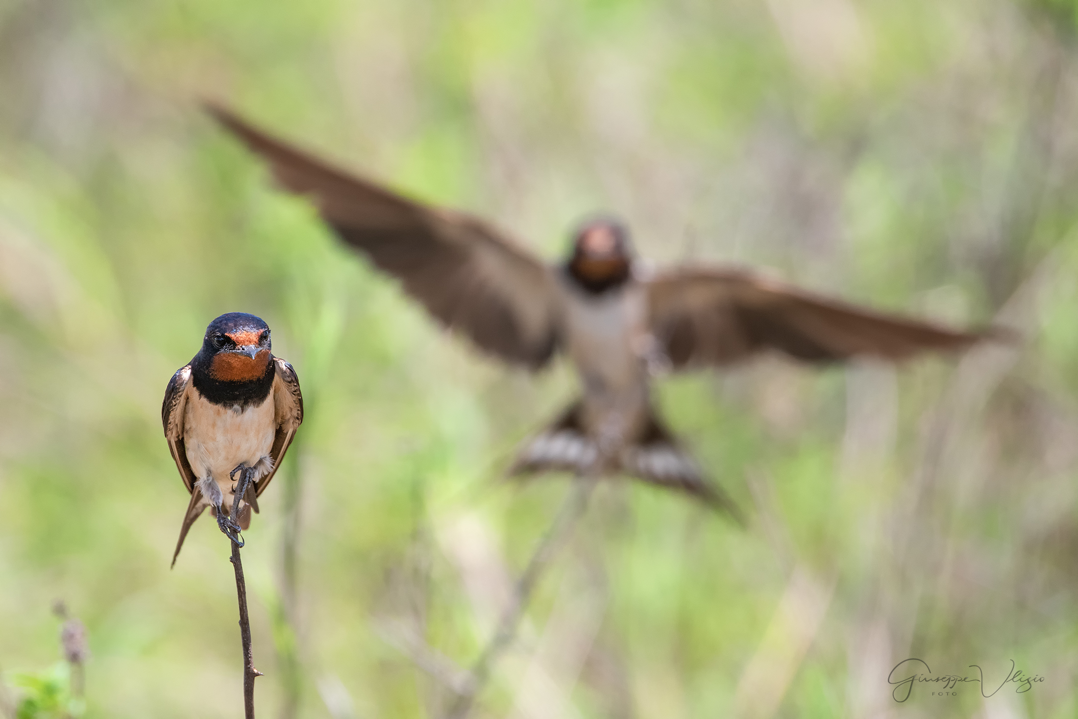 African Swallows