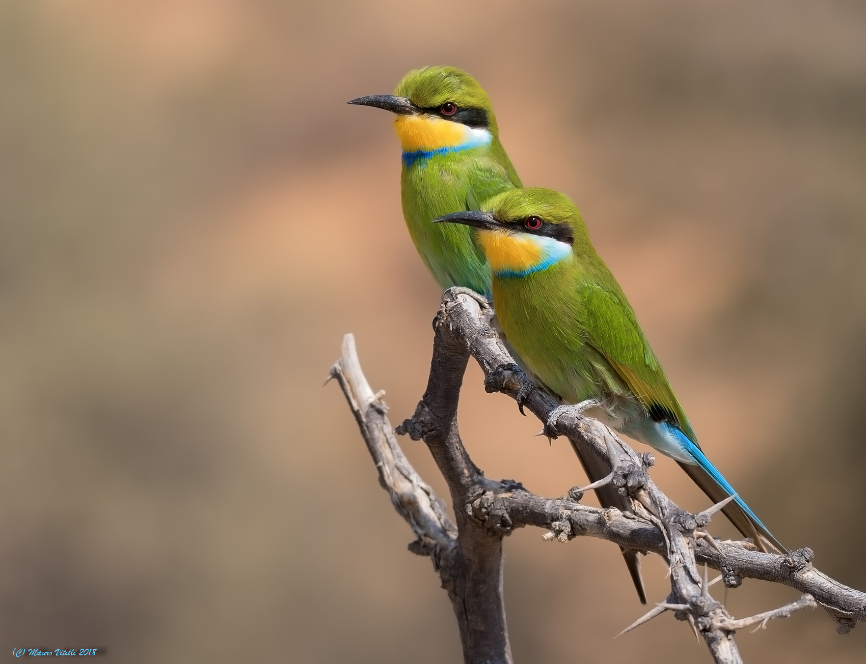 Swallow-tailed Bee-eater (central Kalahari)