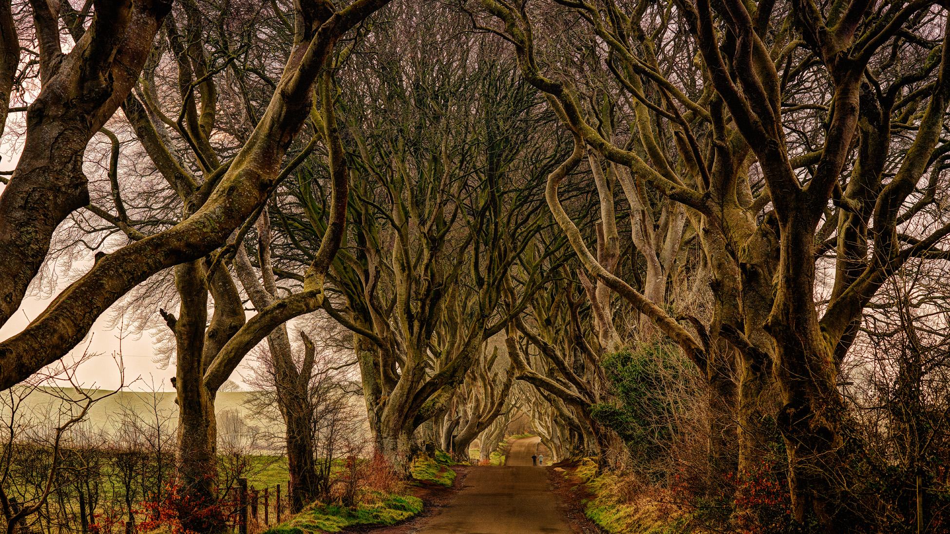 The Dark Hedges
