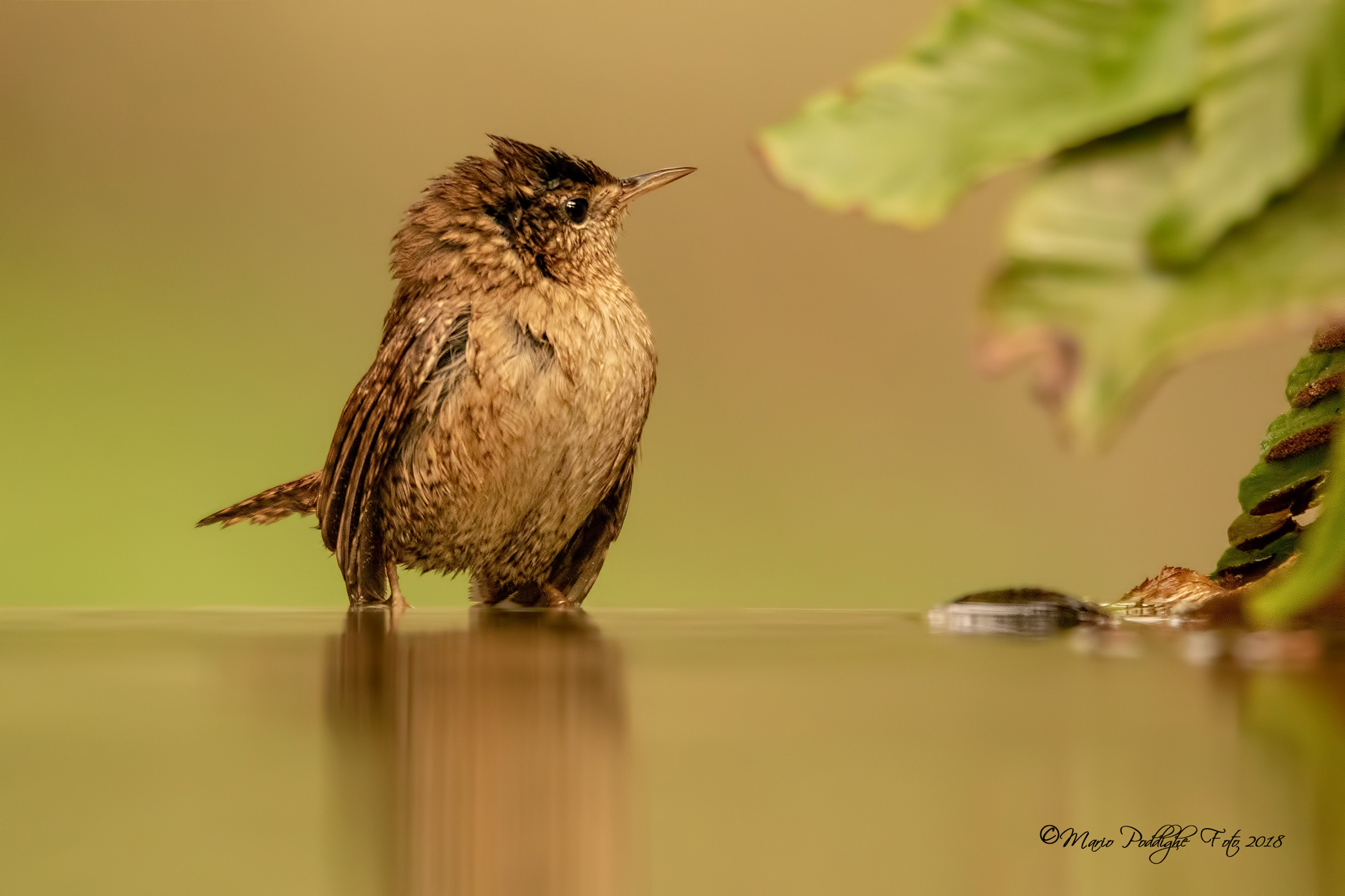 Tesoro, mi passi l' accappatoio.