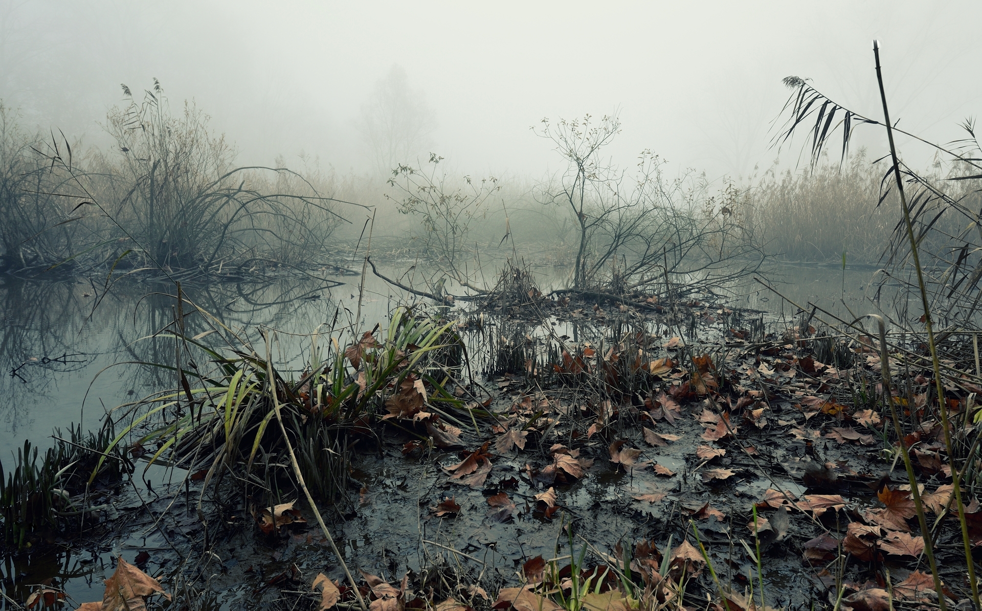 Morta dell'Adda di Cavenago d'Adda (lo)