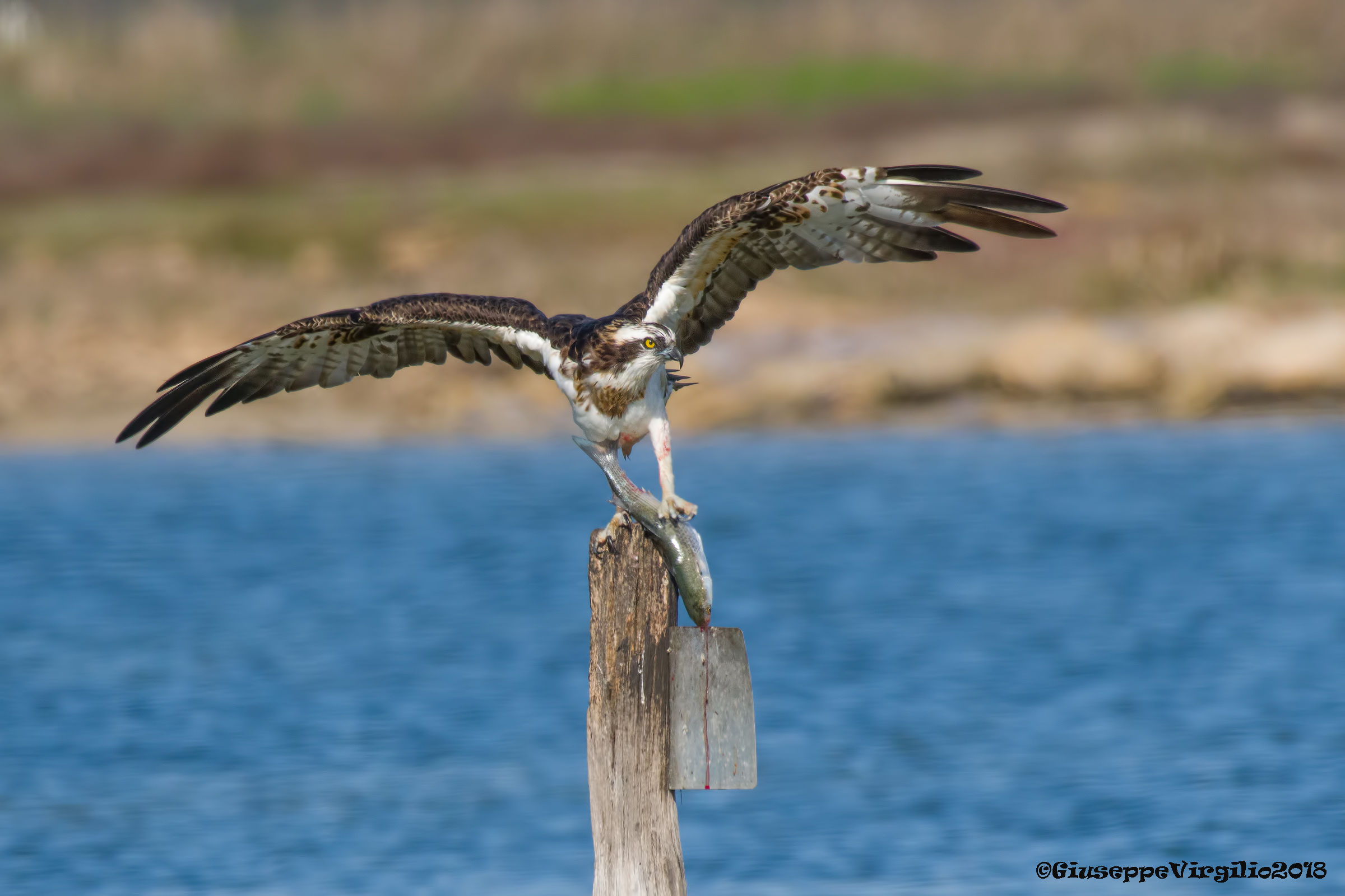 Osprey (Sardinia 2018)