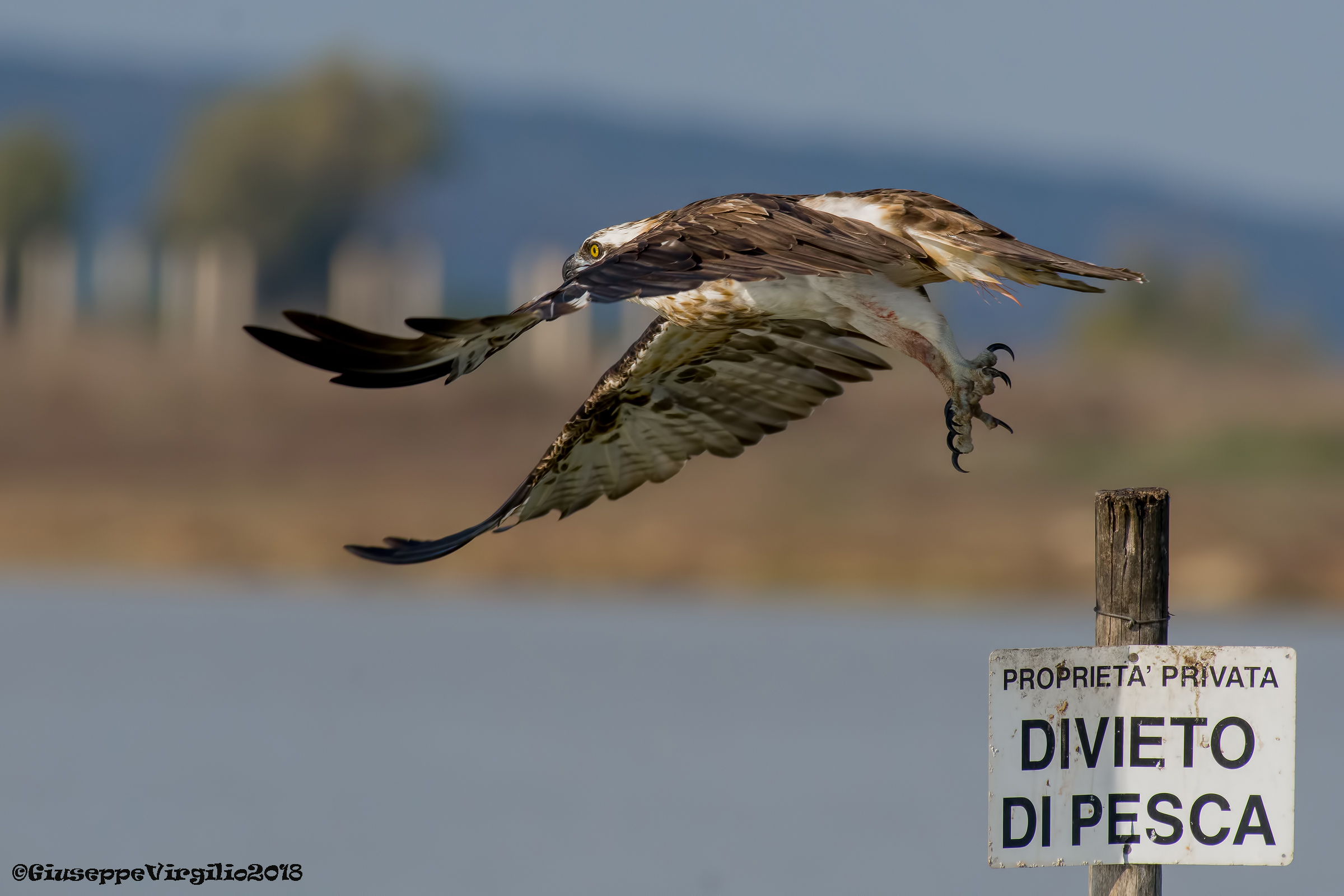 Osprey (North Sardinia 2018)