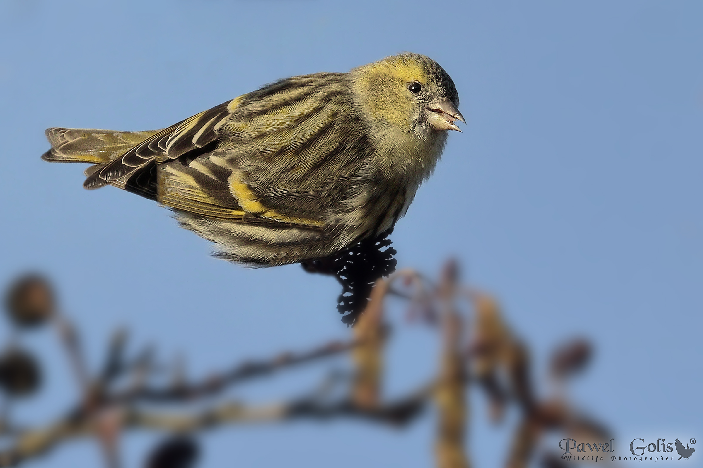 Lucherino eurasiatico (Spinus Spinus)