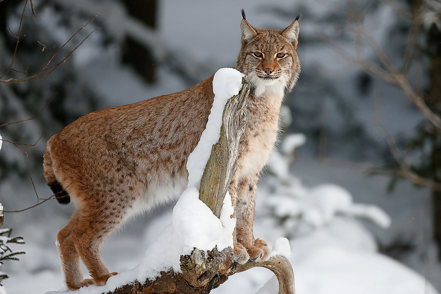 lince
