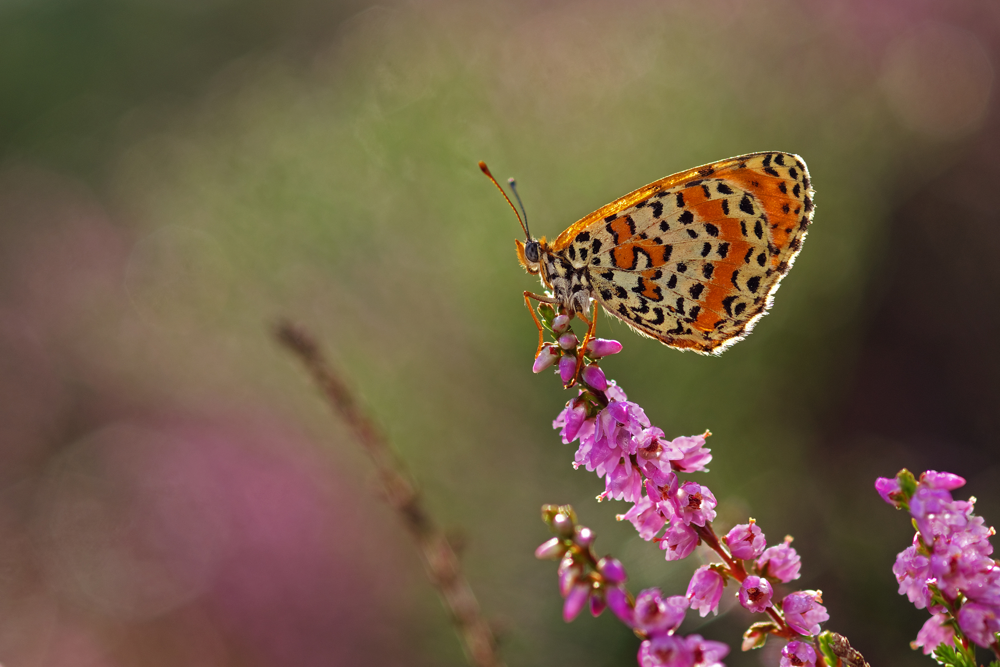 Melitea didina tra l'erica