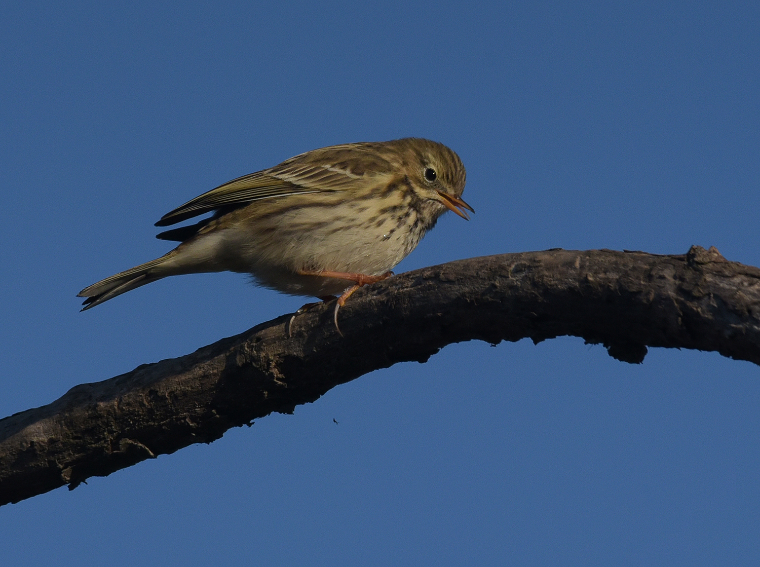 pispola... che unghie !!!