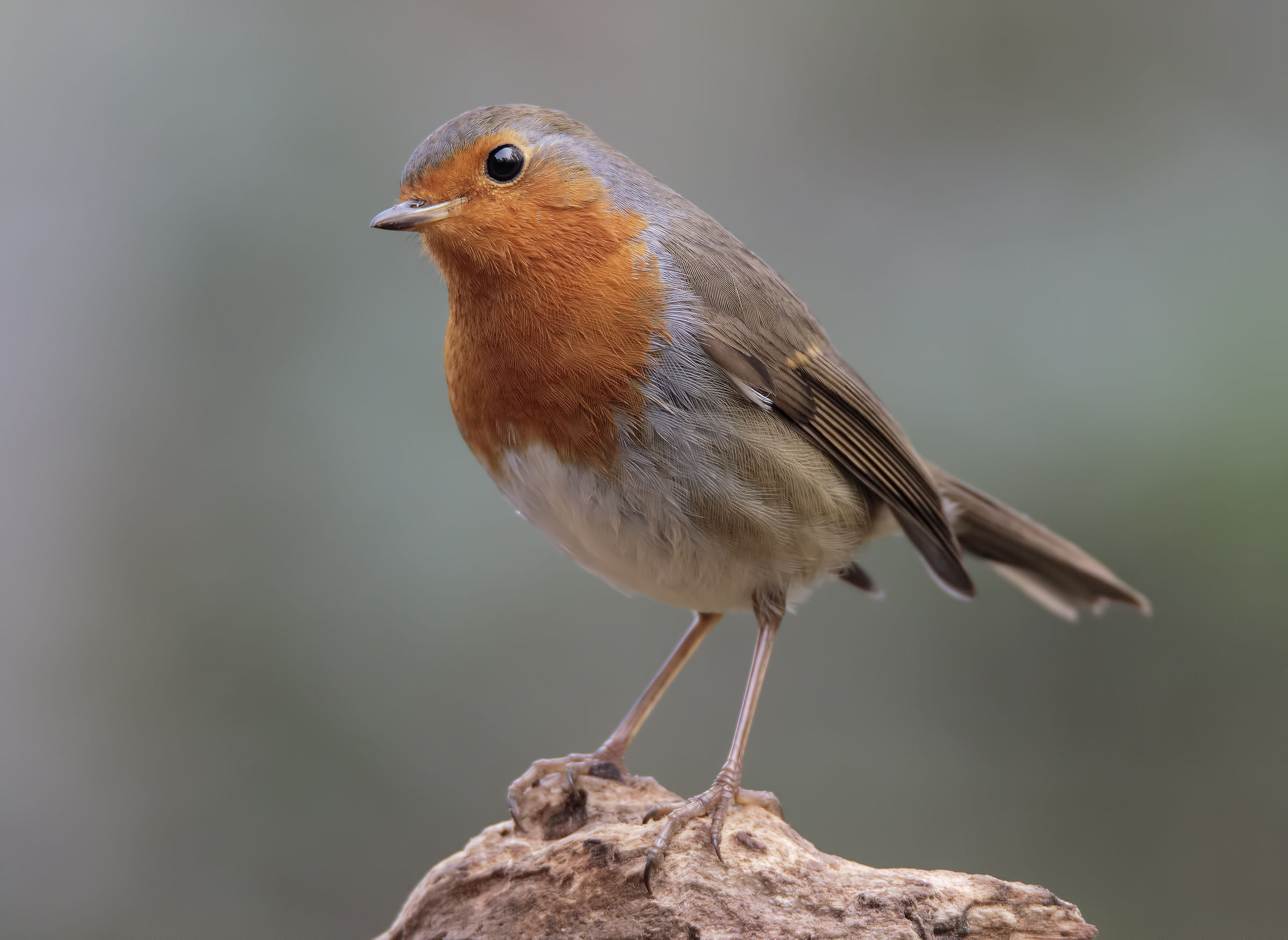 A Robin intrigued