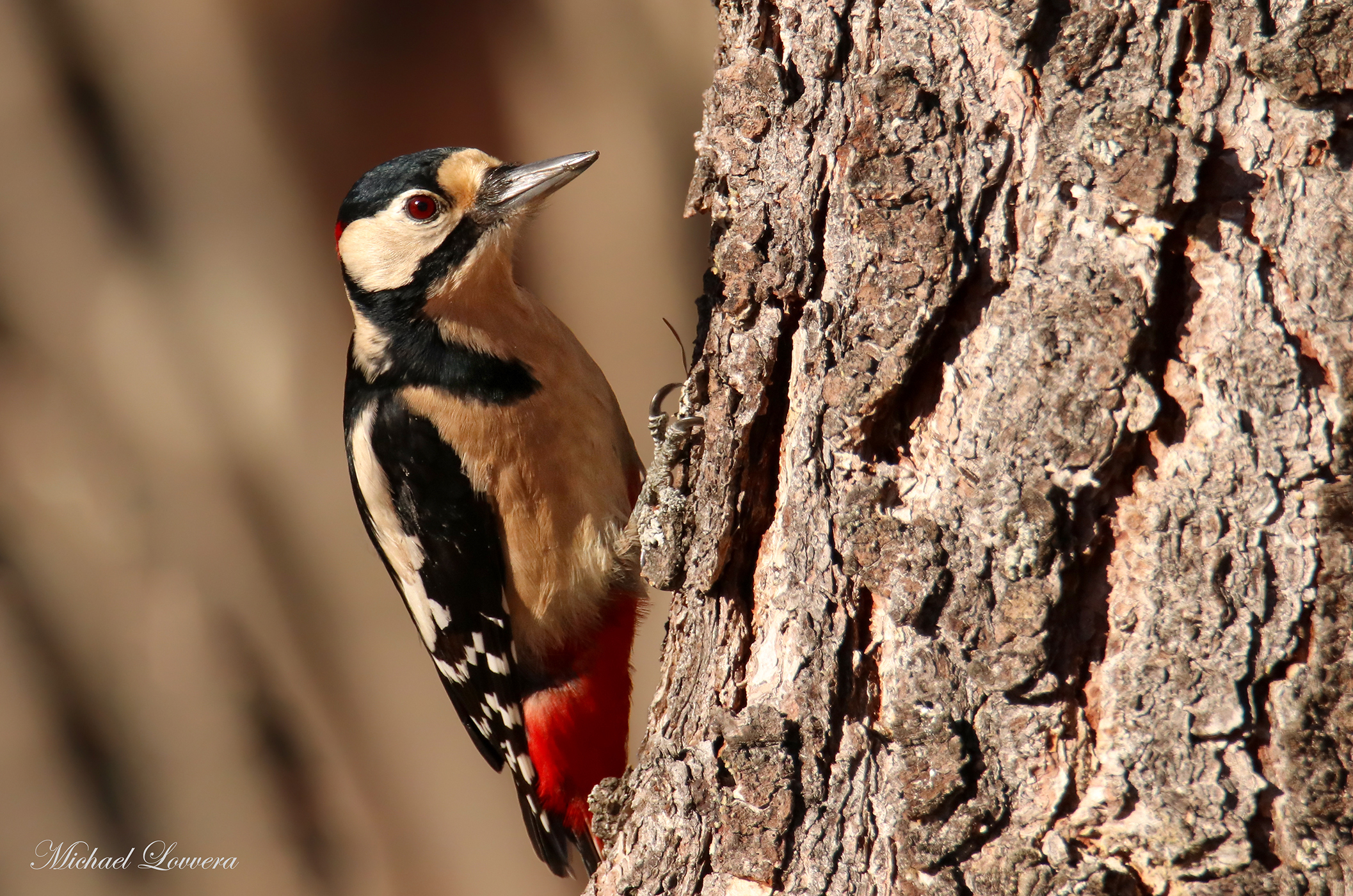 Picchio Rosso Maggiore