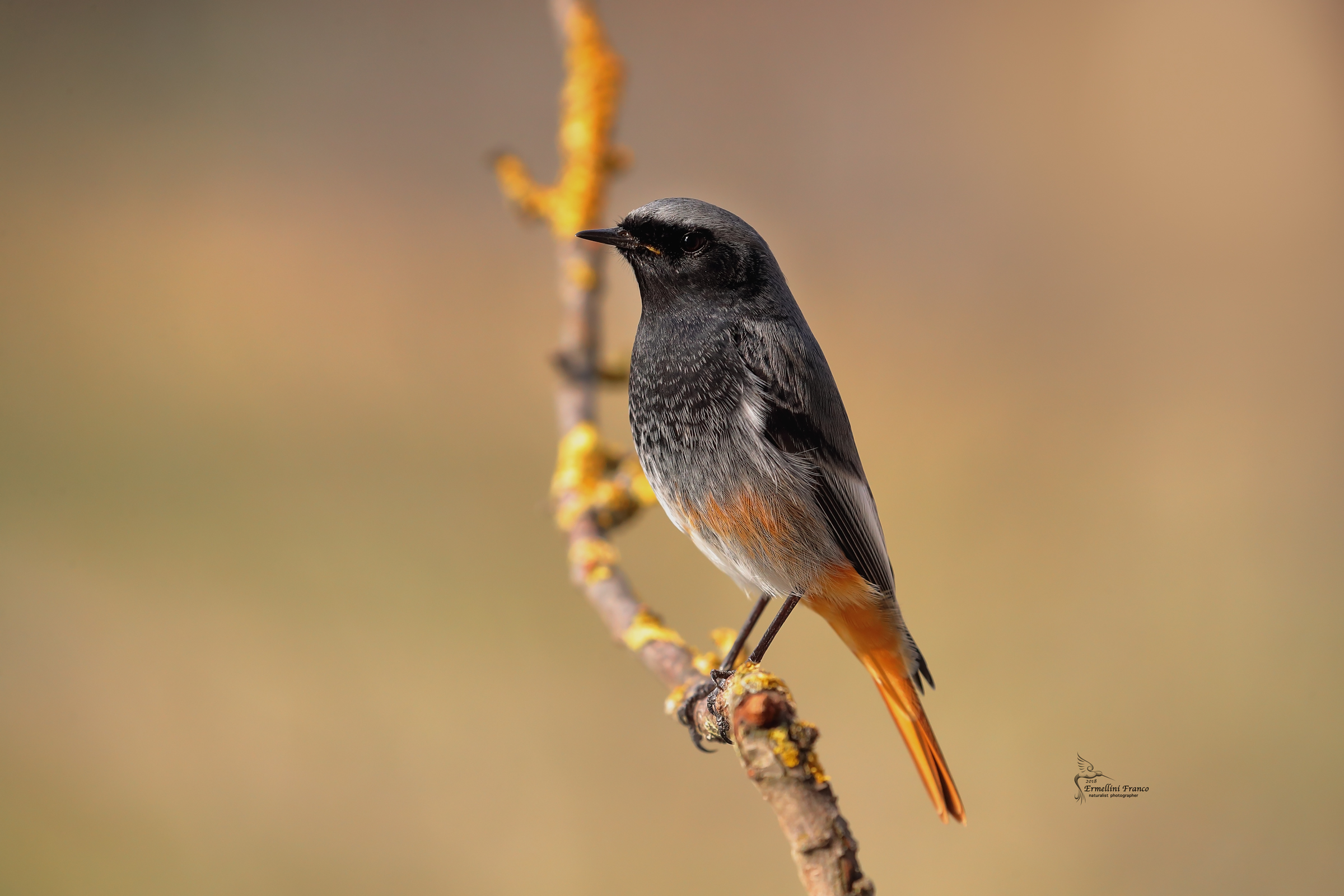 Codirosso spazzacamino