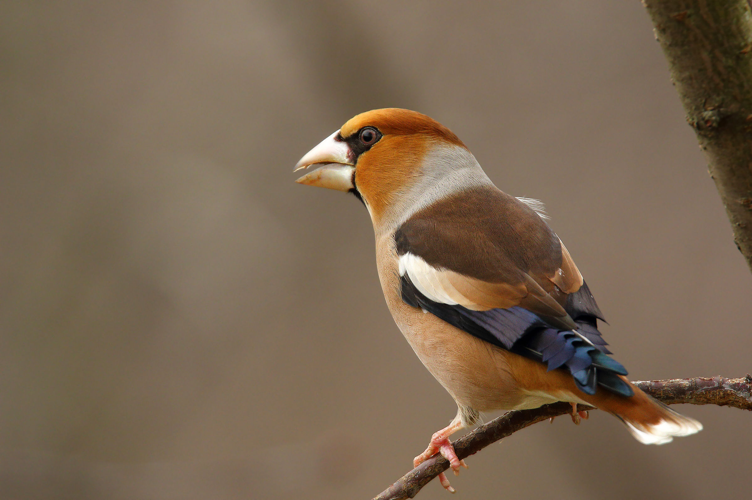 Hawfinch
