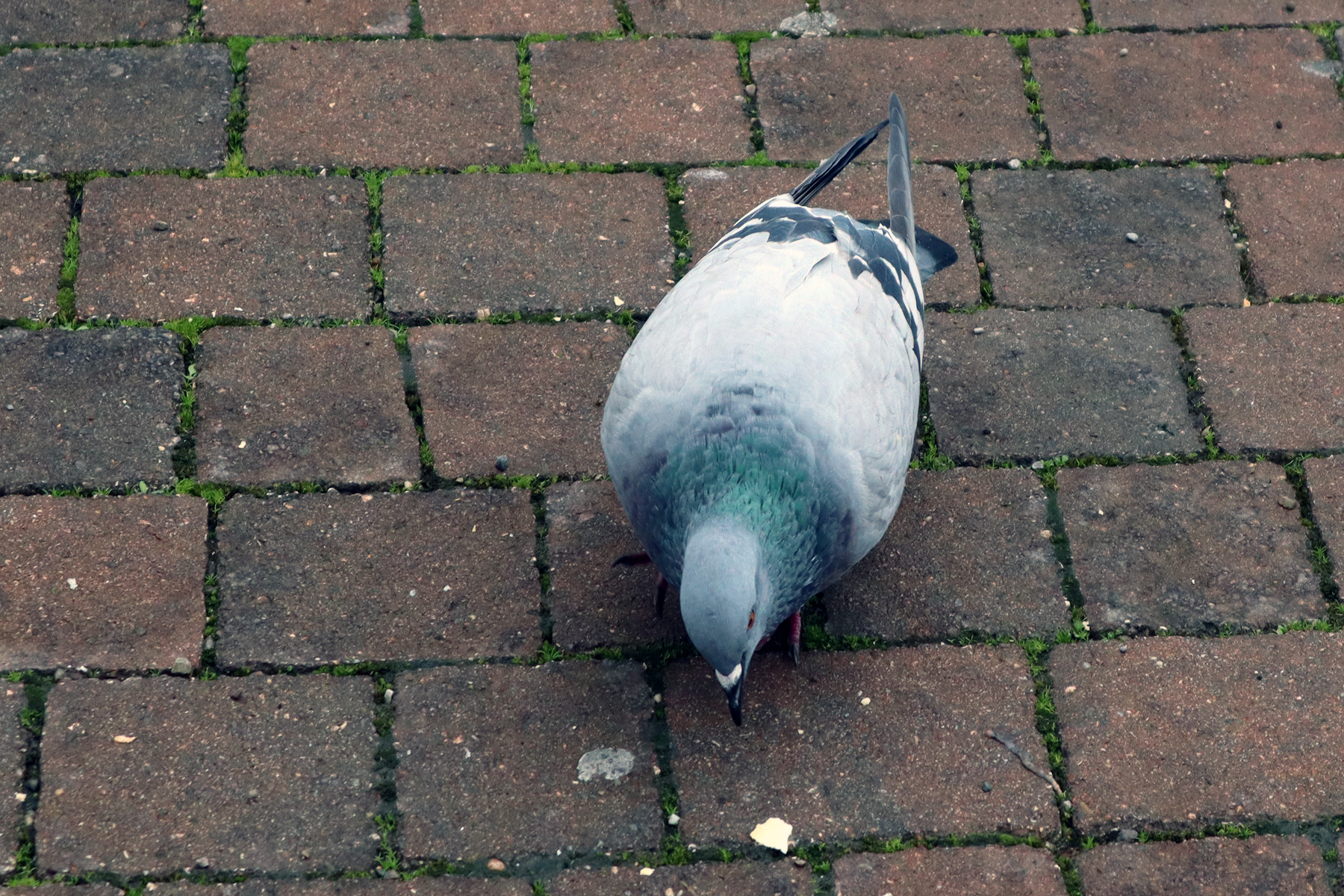 Colombo Comune (Columba livia) 3
