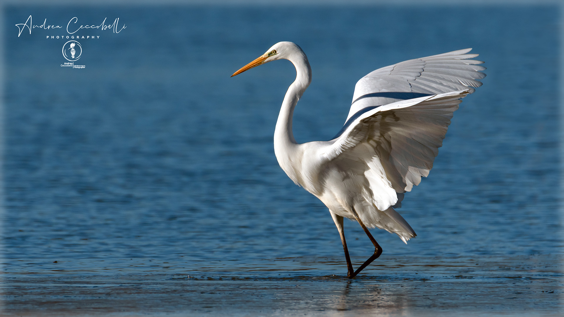 White Heron-Ardea alba
