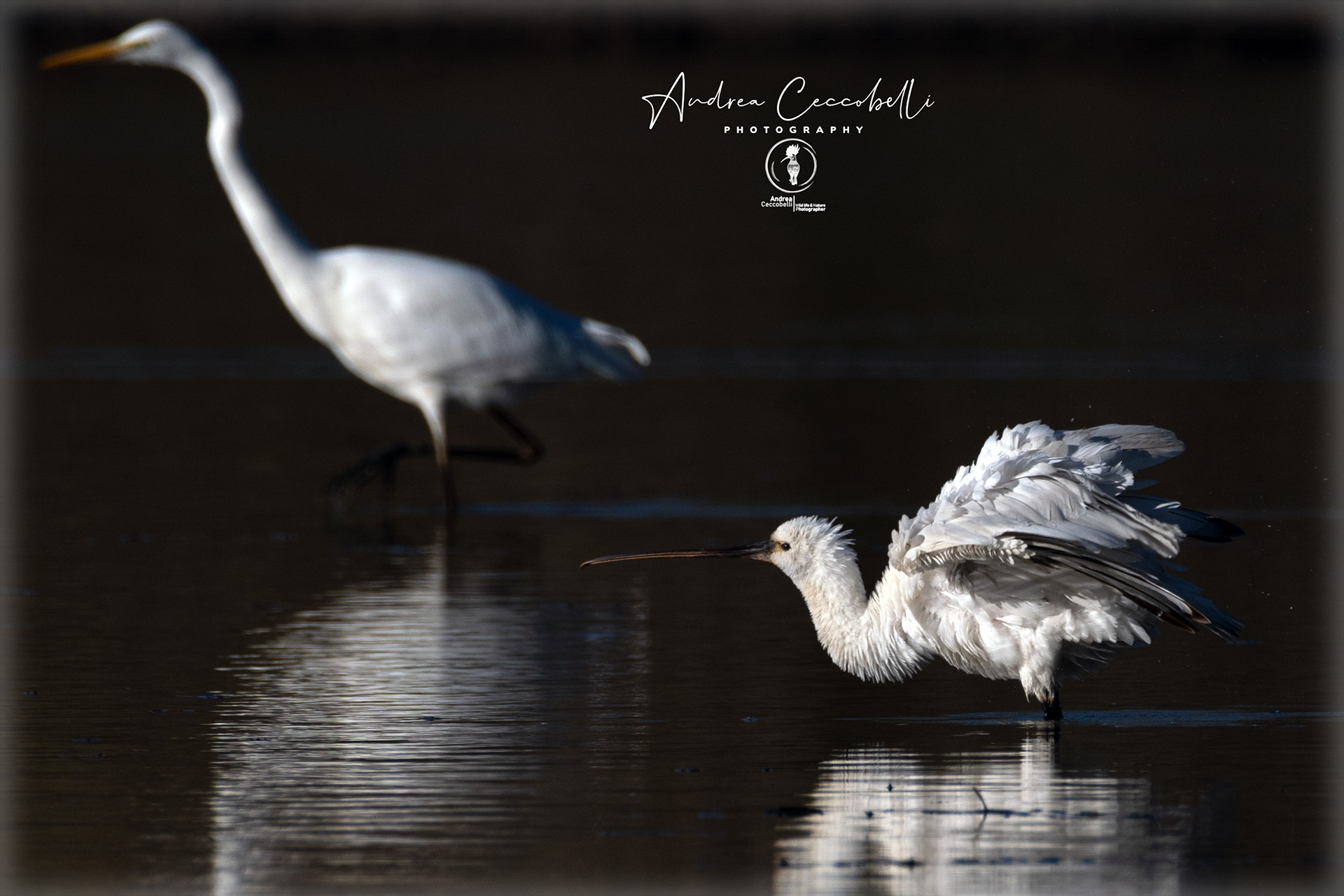 Spatula-Platalea Leucorodia