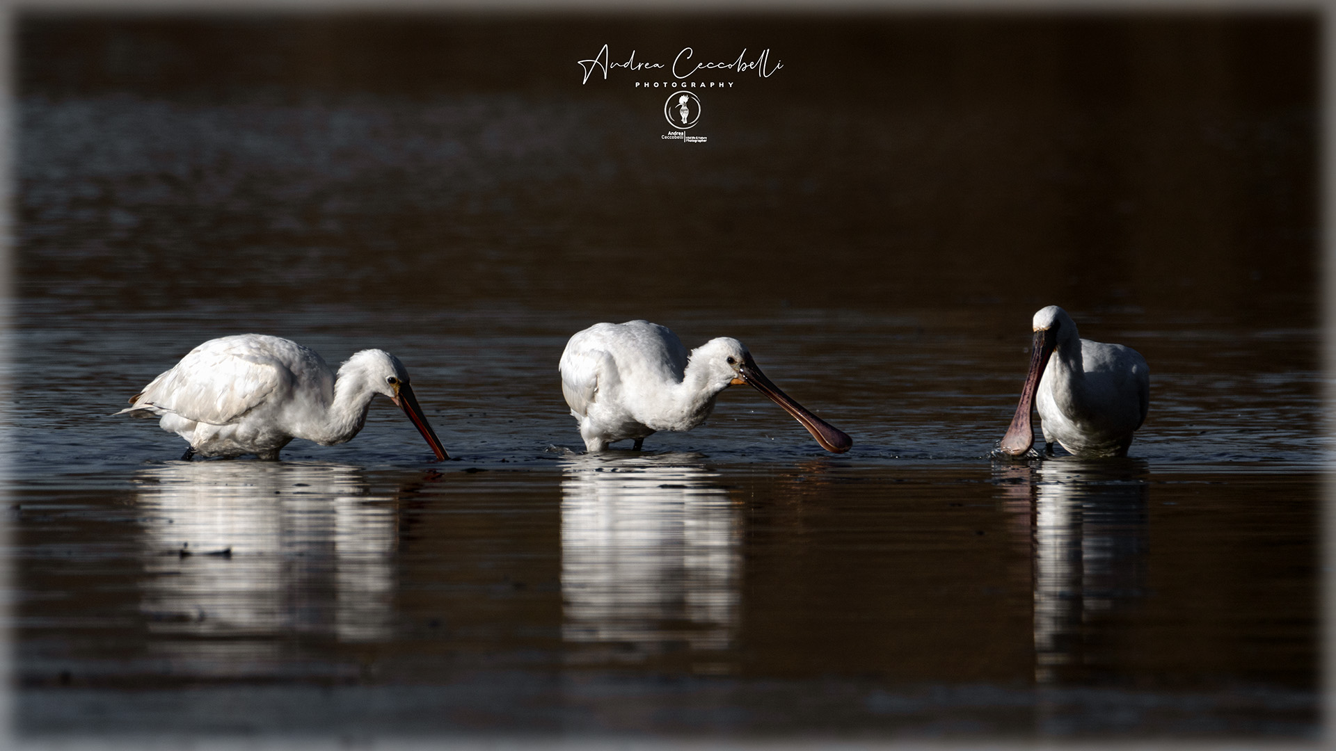 Spatula-Platalea Leucorodia