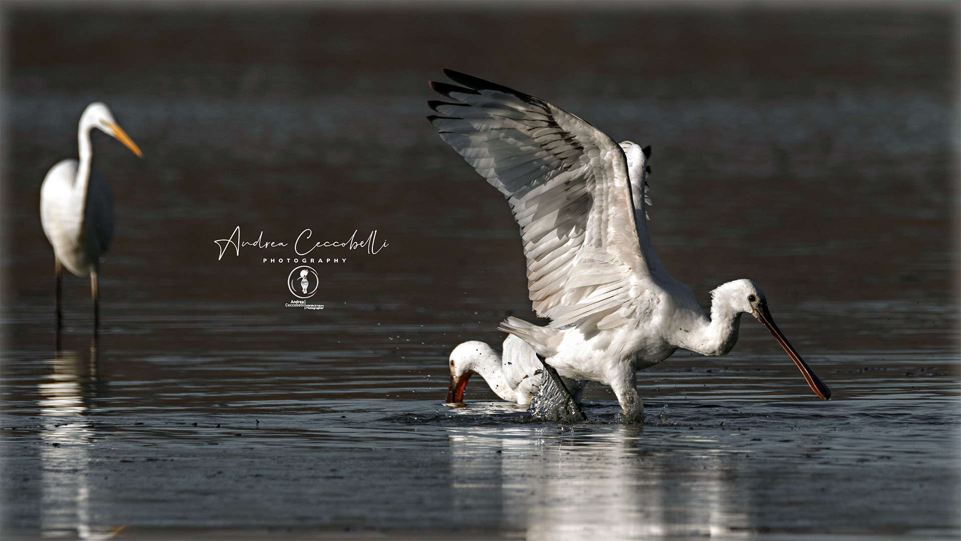 Spatula-Platalea Leucorodia
