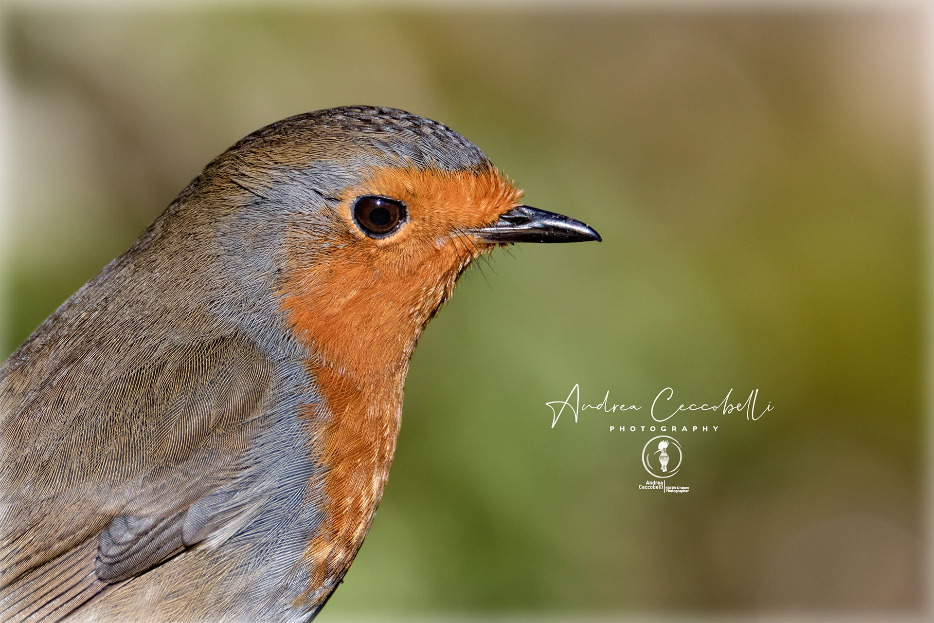 Robin Portrait-Erithacus Rubecula