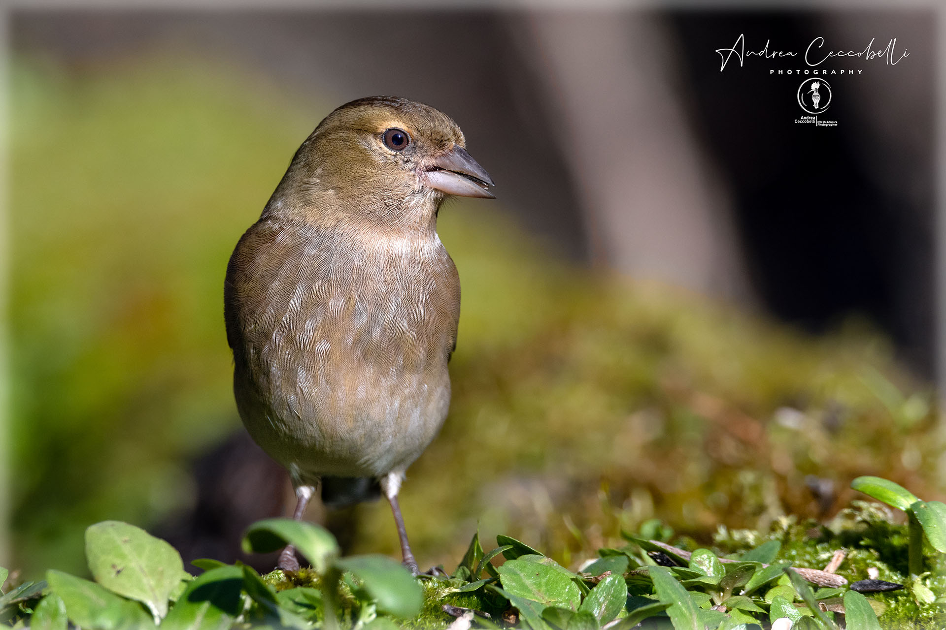 Finches (f)-Fringilla coelebs