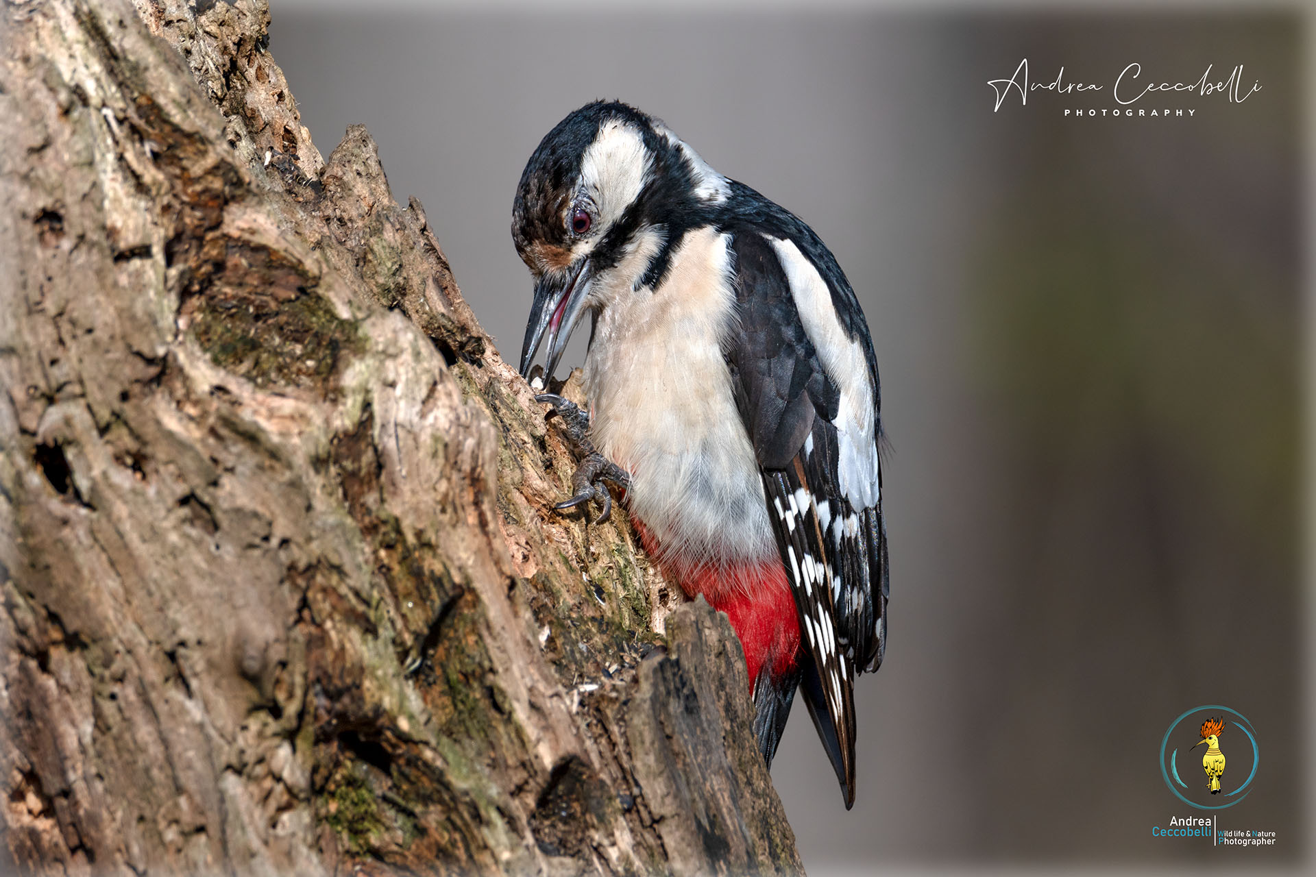 Red Woodpeckers (f)-Dendrocopos major