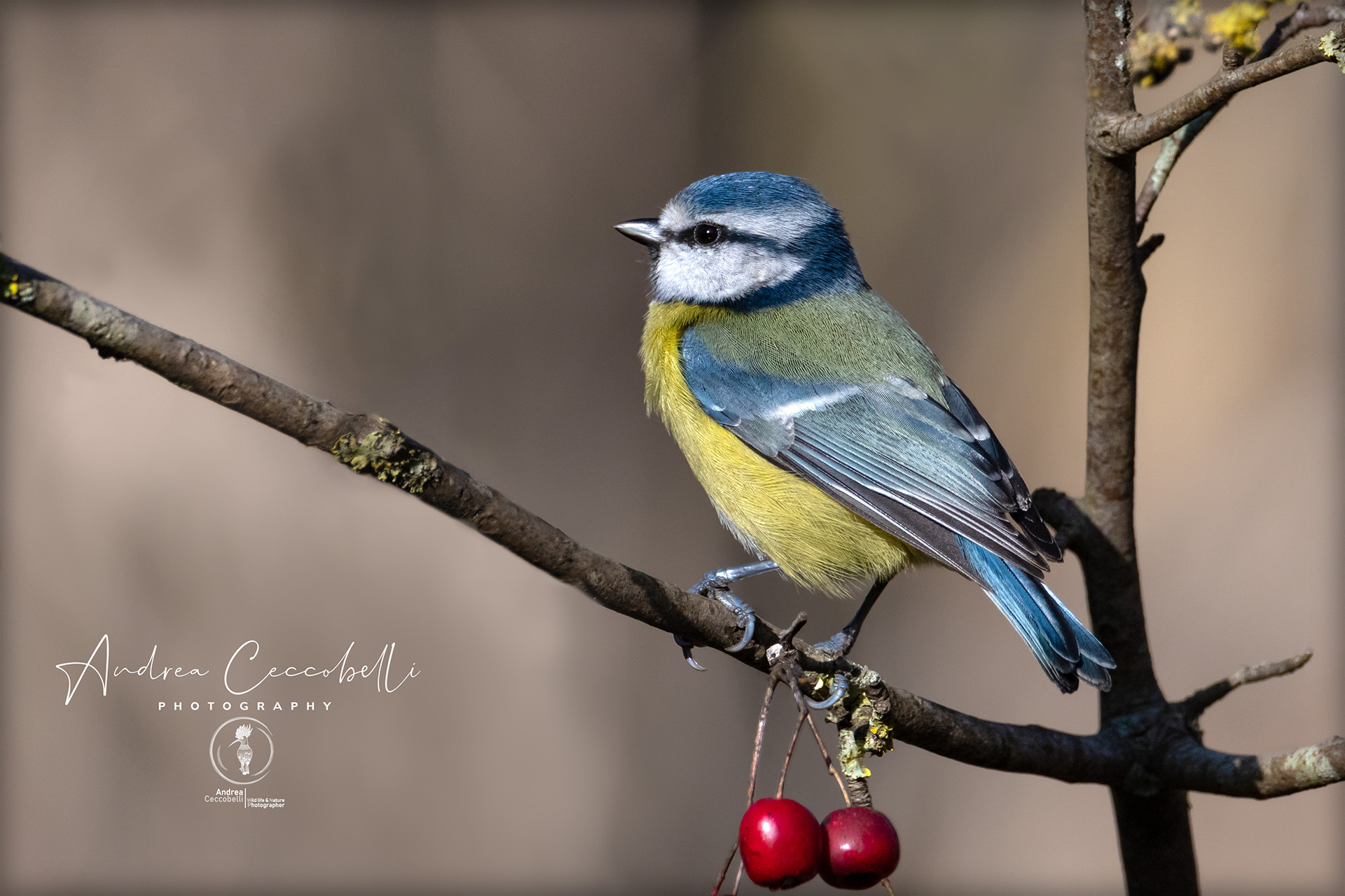 Cinciarella-Cyanistes Caeruleus
