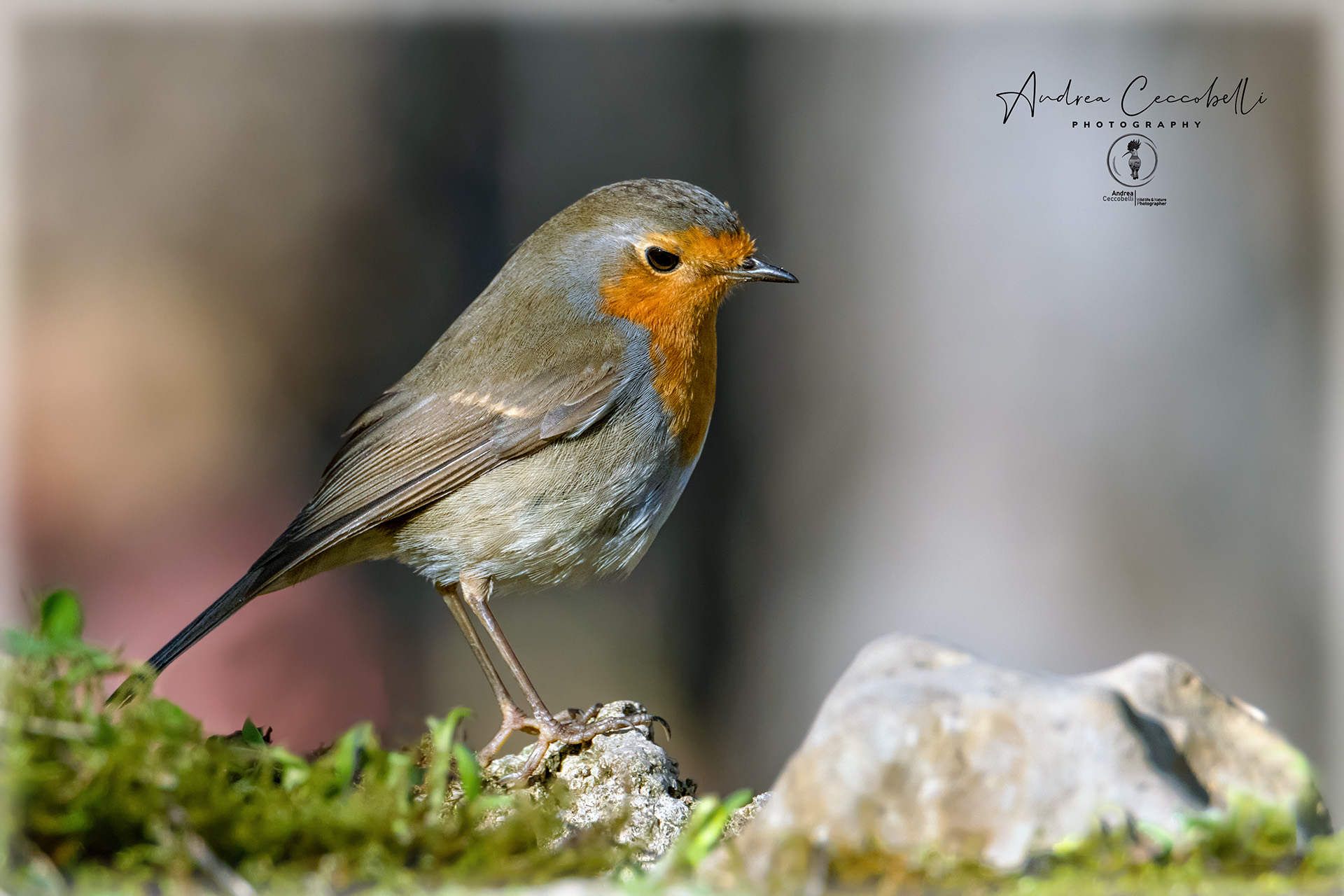 Robin-Erithacus Rubecula