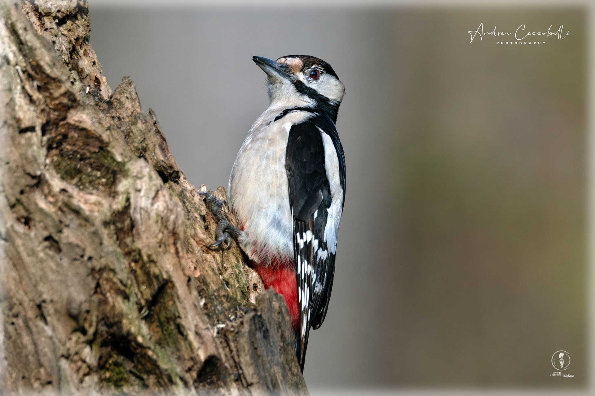 Red Woodpeckers (f)-Dendrocopos major