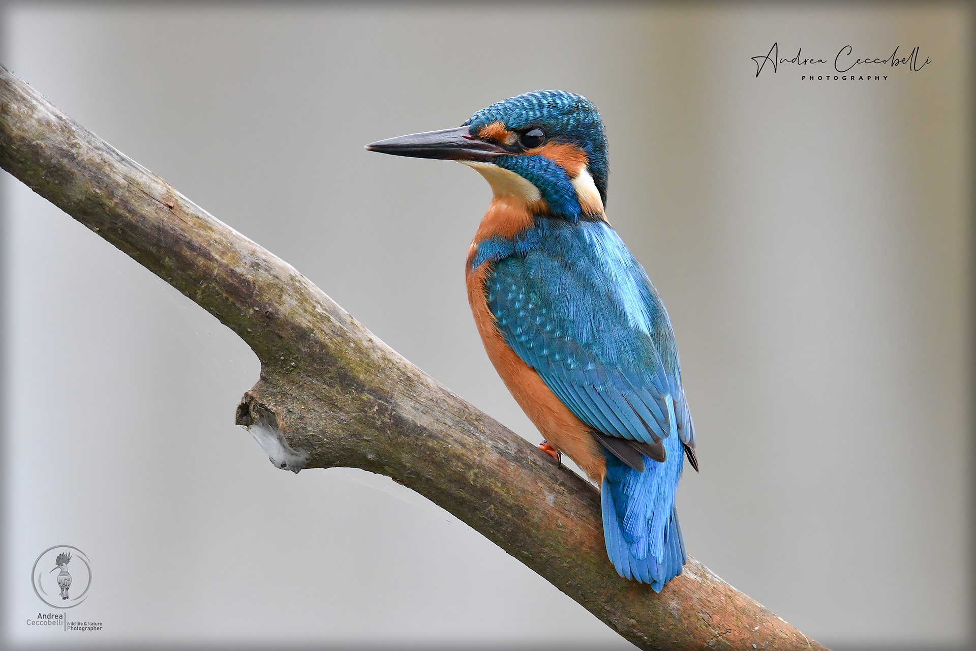 Kingfisher-Alcedo atthis