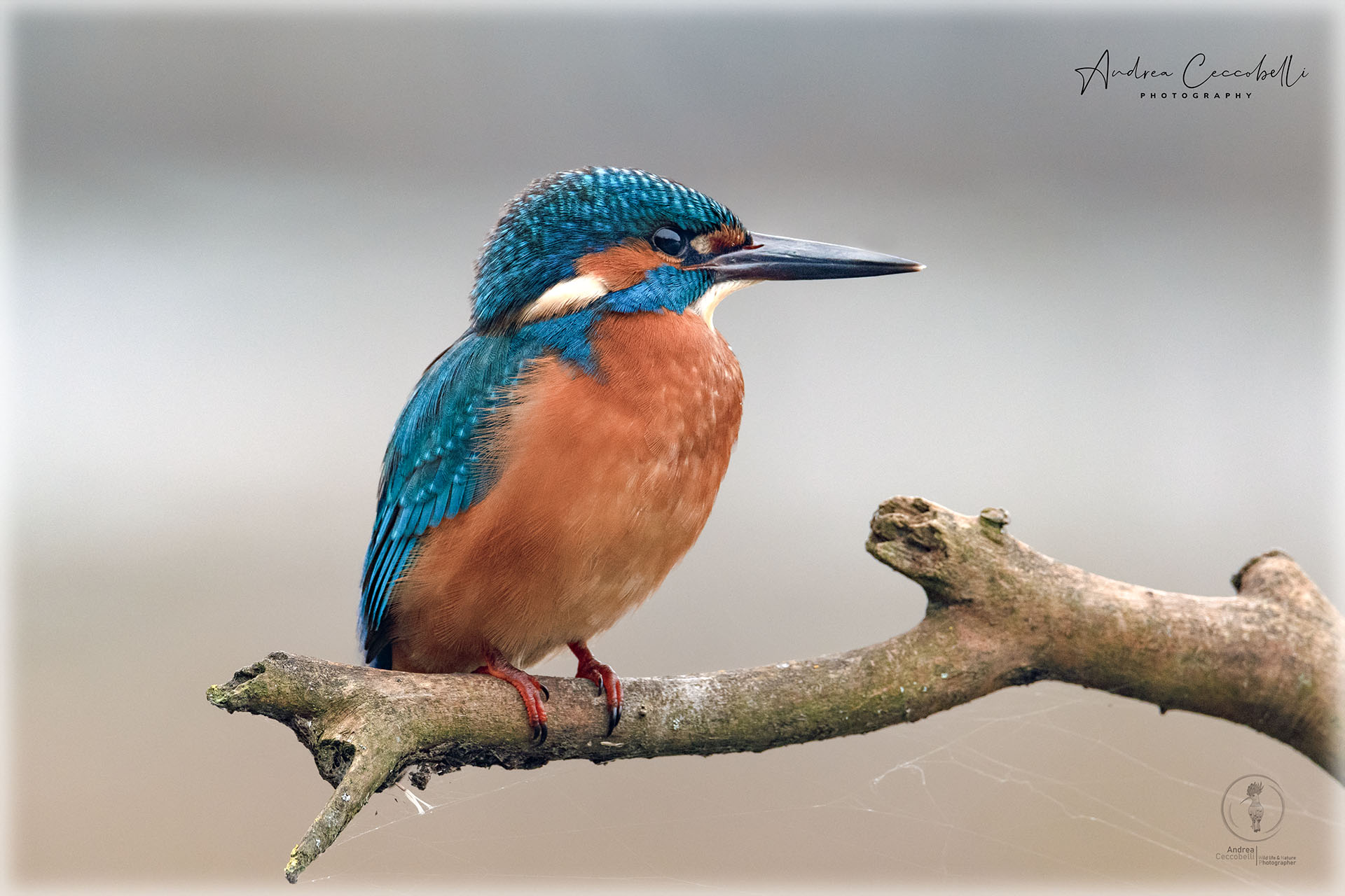 Kingfisher-Alcedo atthis