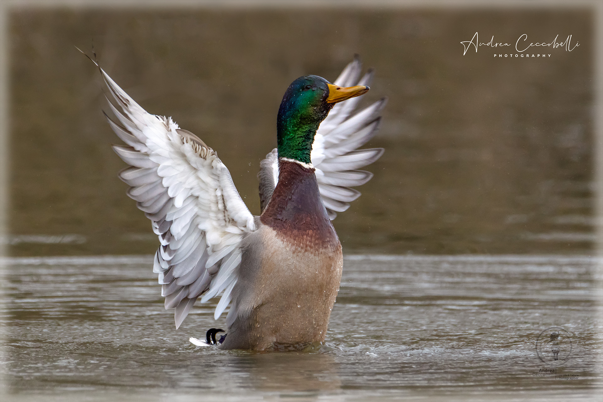 Mallard-Anas Platyrhynchos