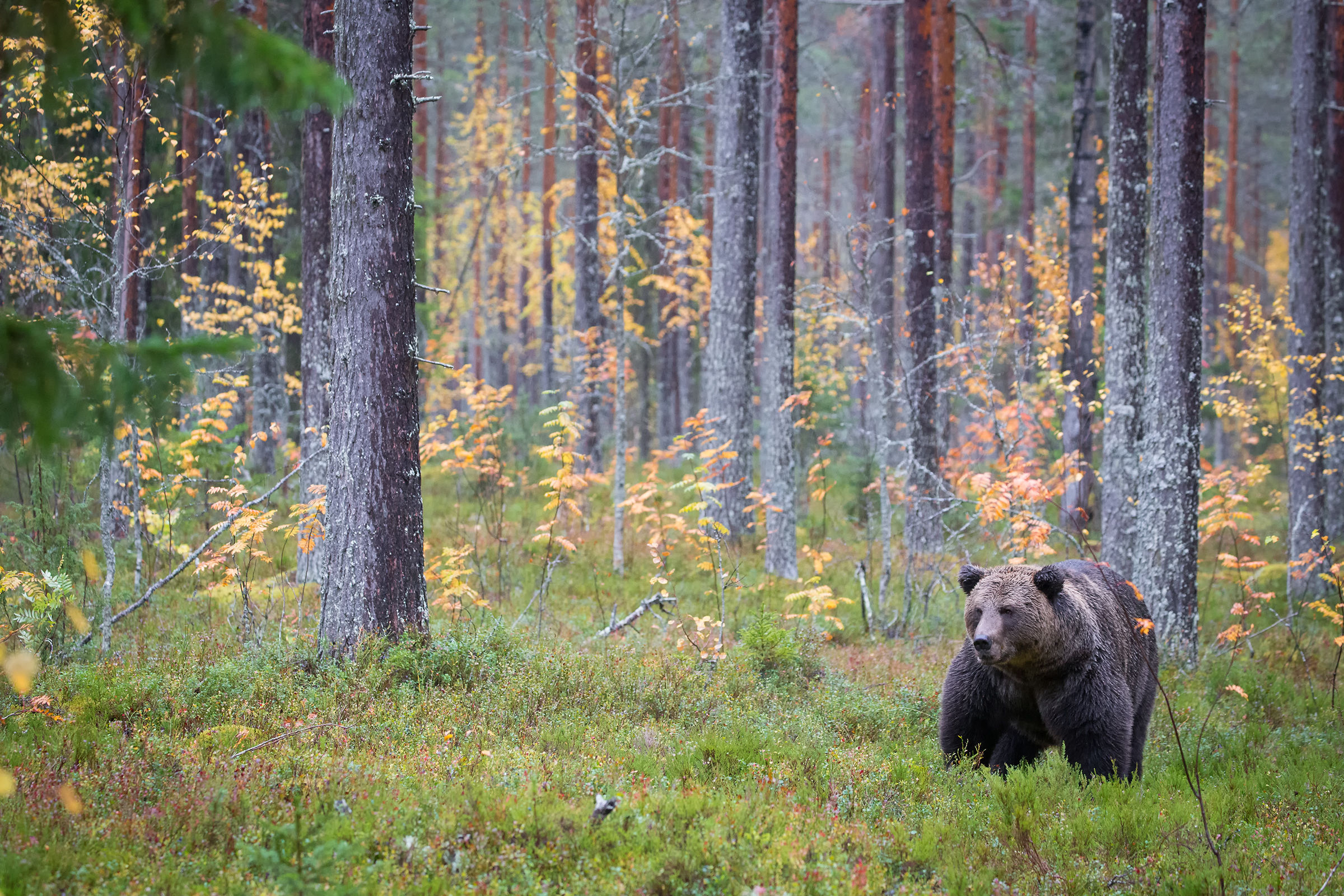 The Taiga in autumn