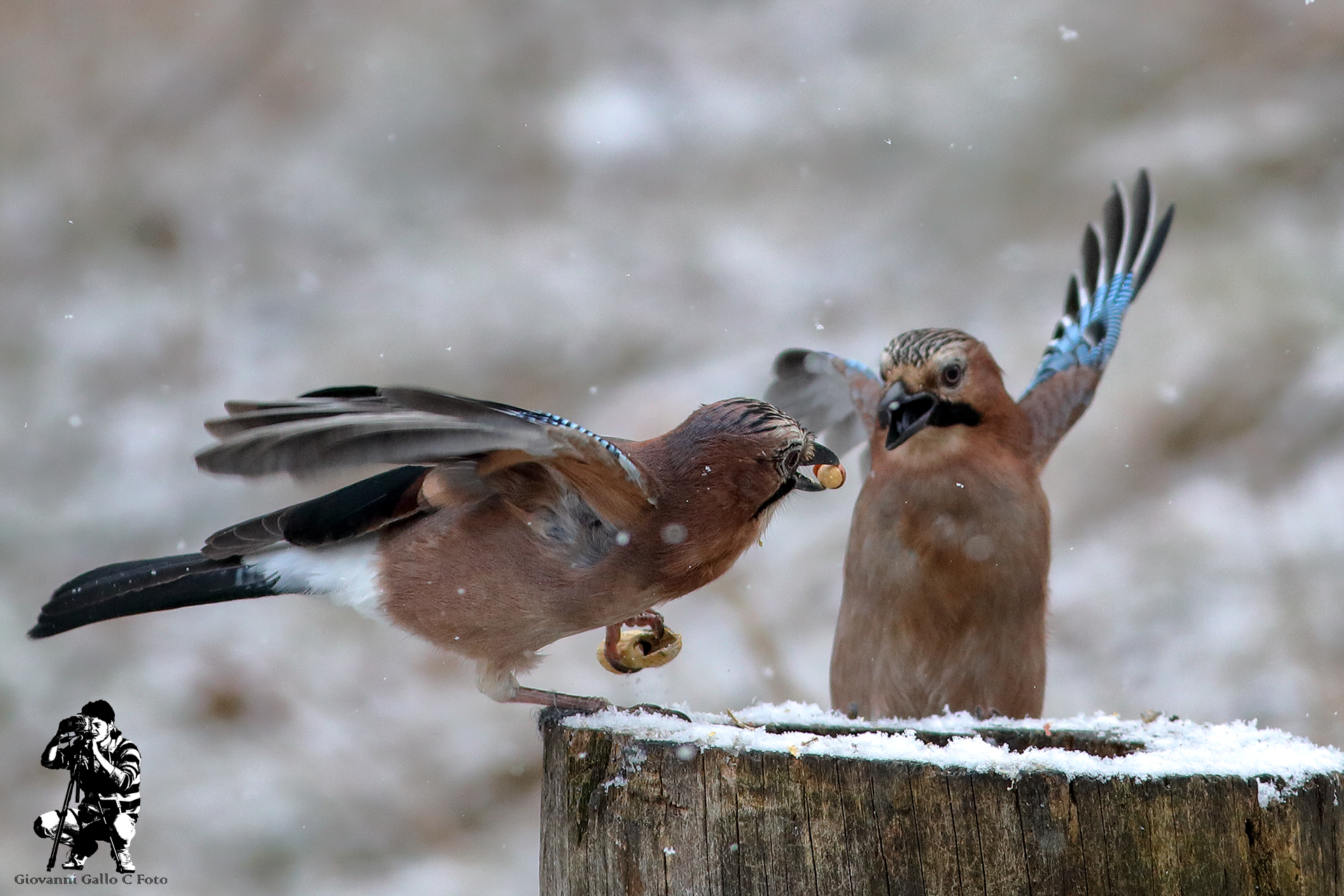 Ghiandaie in lotta per il cibo