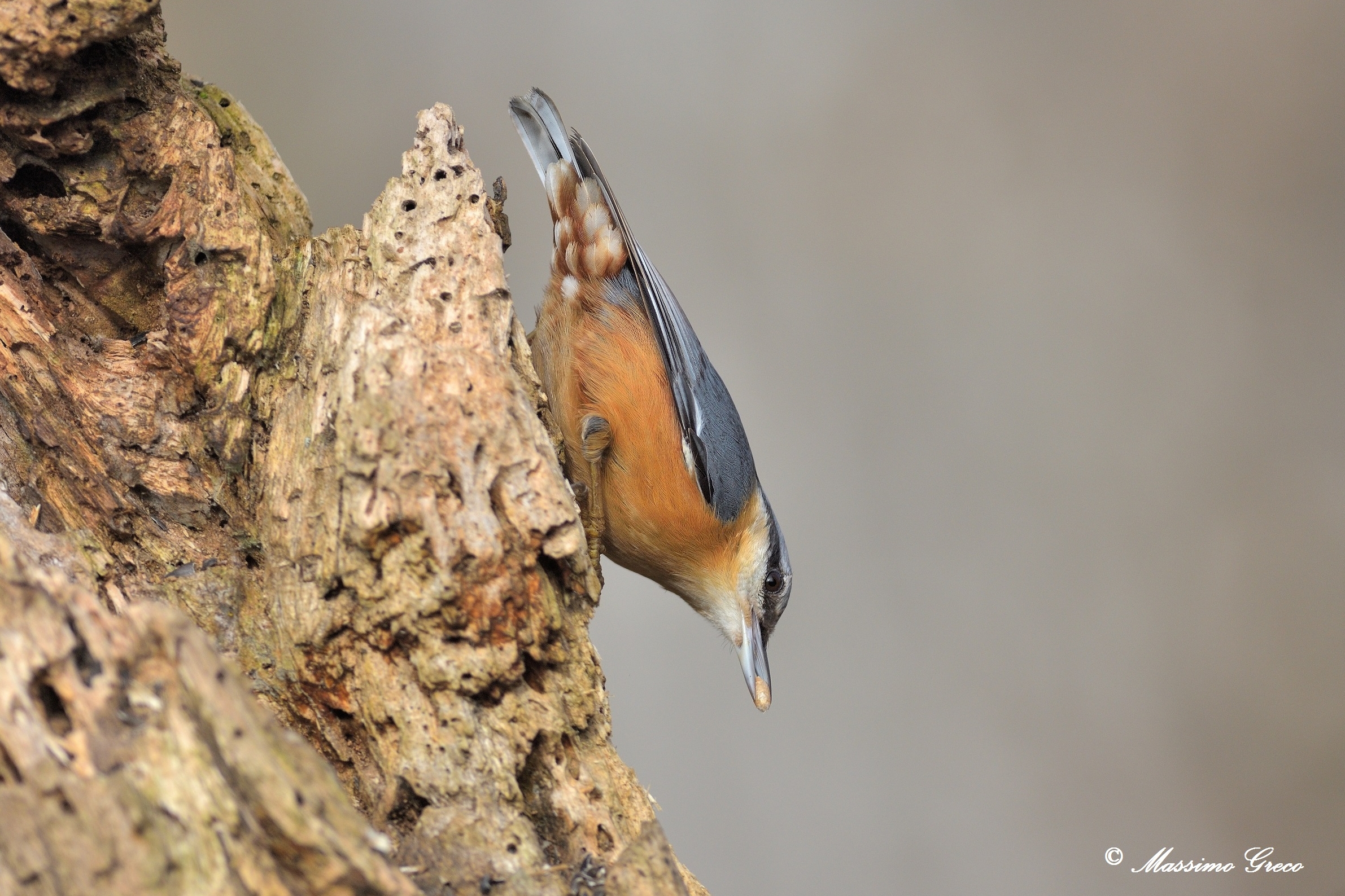 Nuthatch (Sitta europaea)