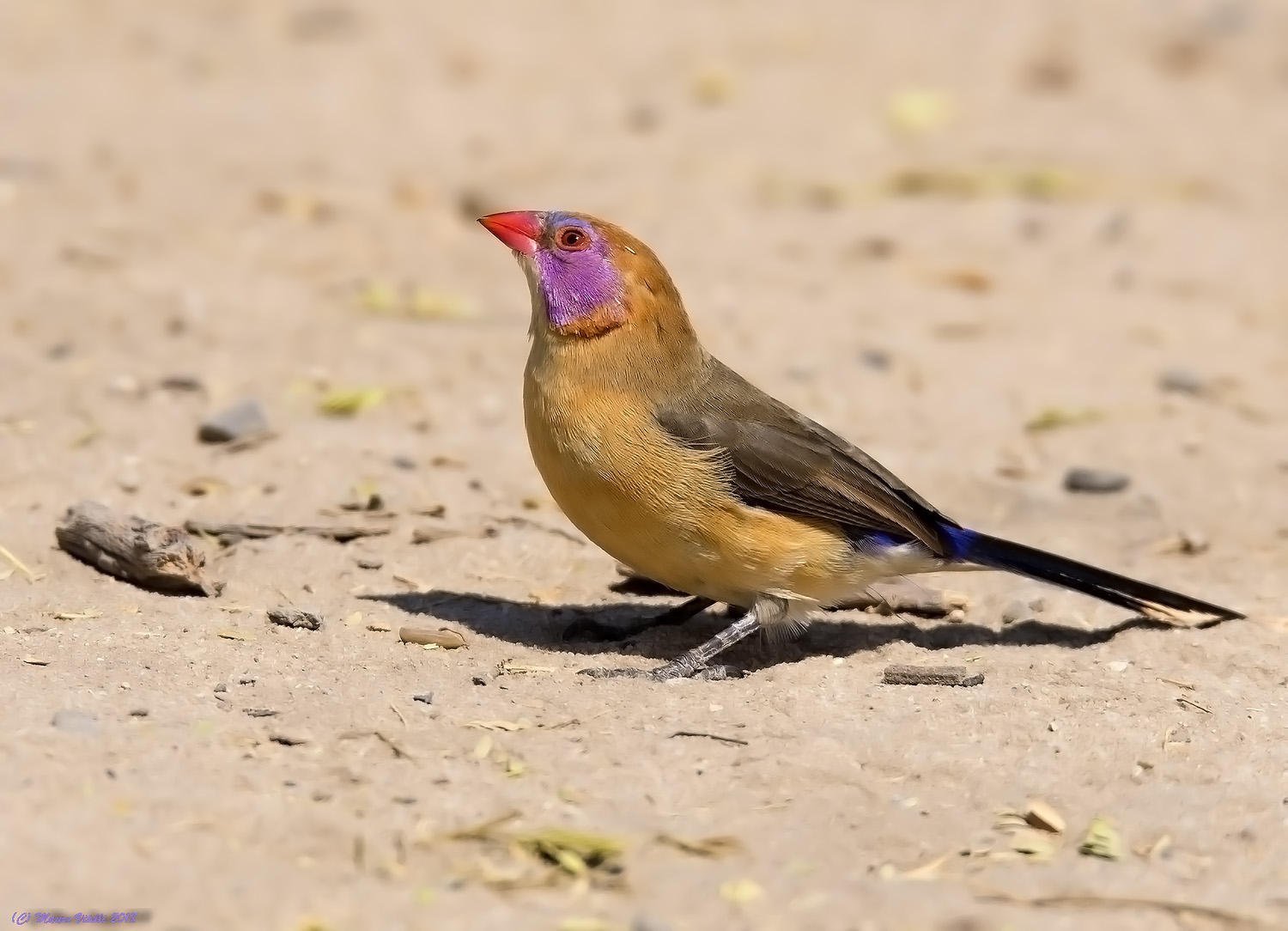 Violet-eared Waxbill (Granatina grenadine) Kalahari