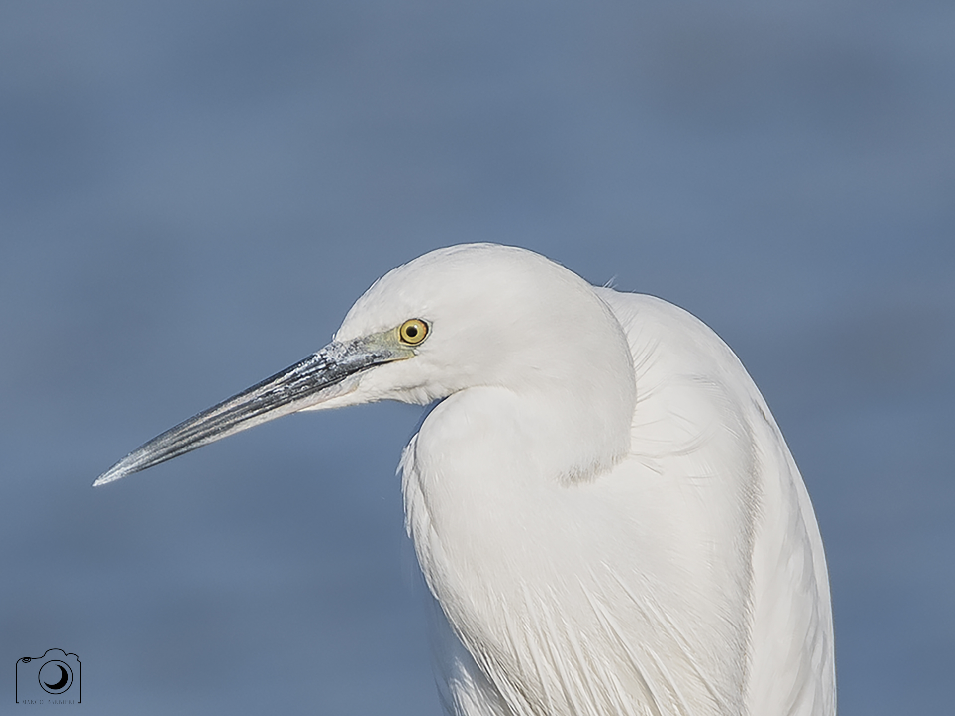 ritratto Egretta Garzetta