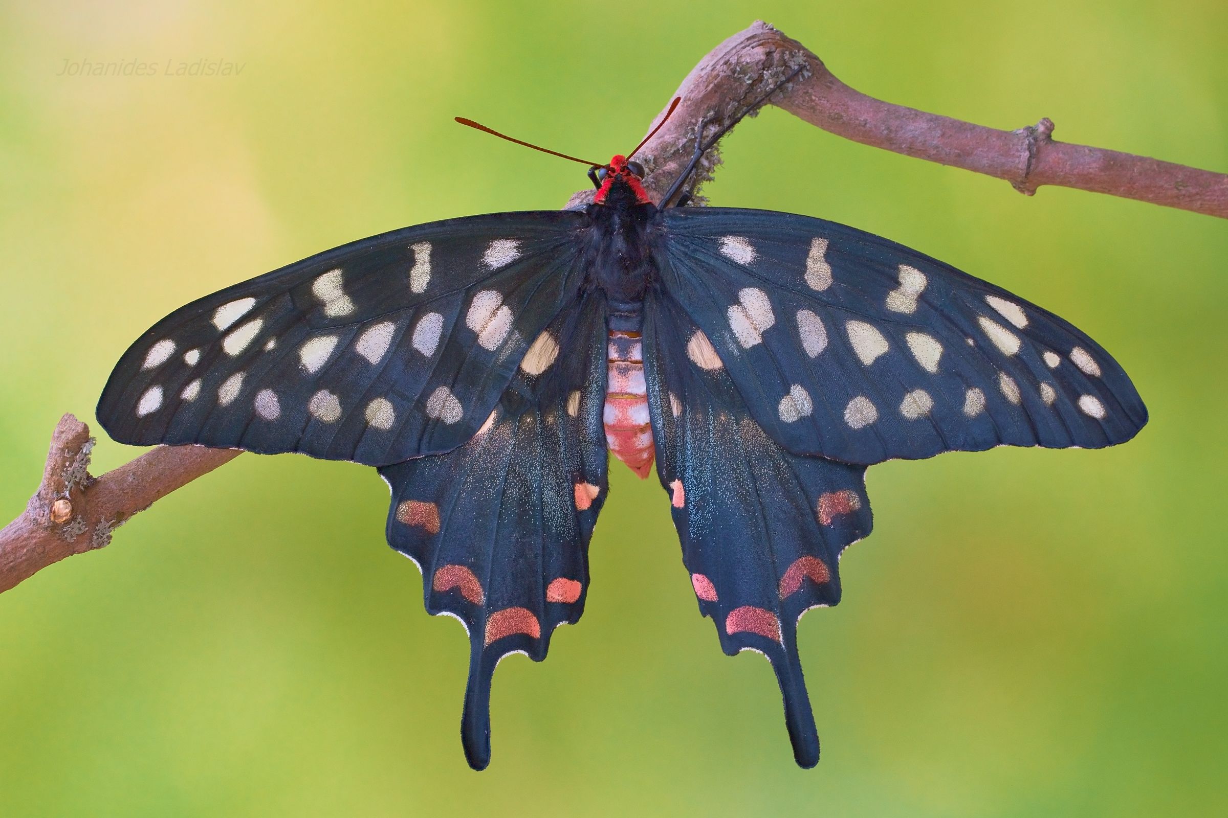 Pharmacophagus Antenore (Madagaskar)