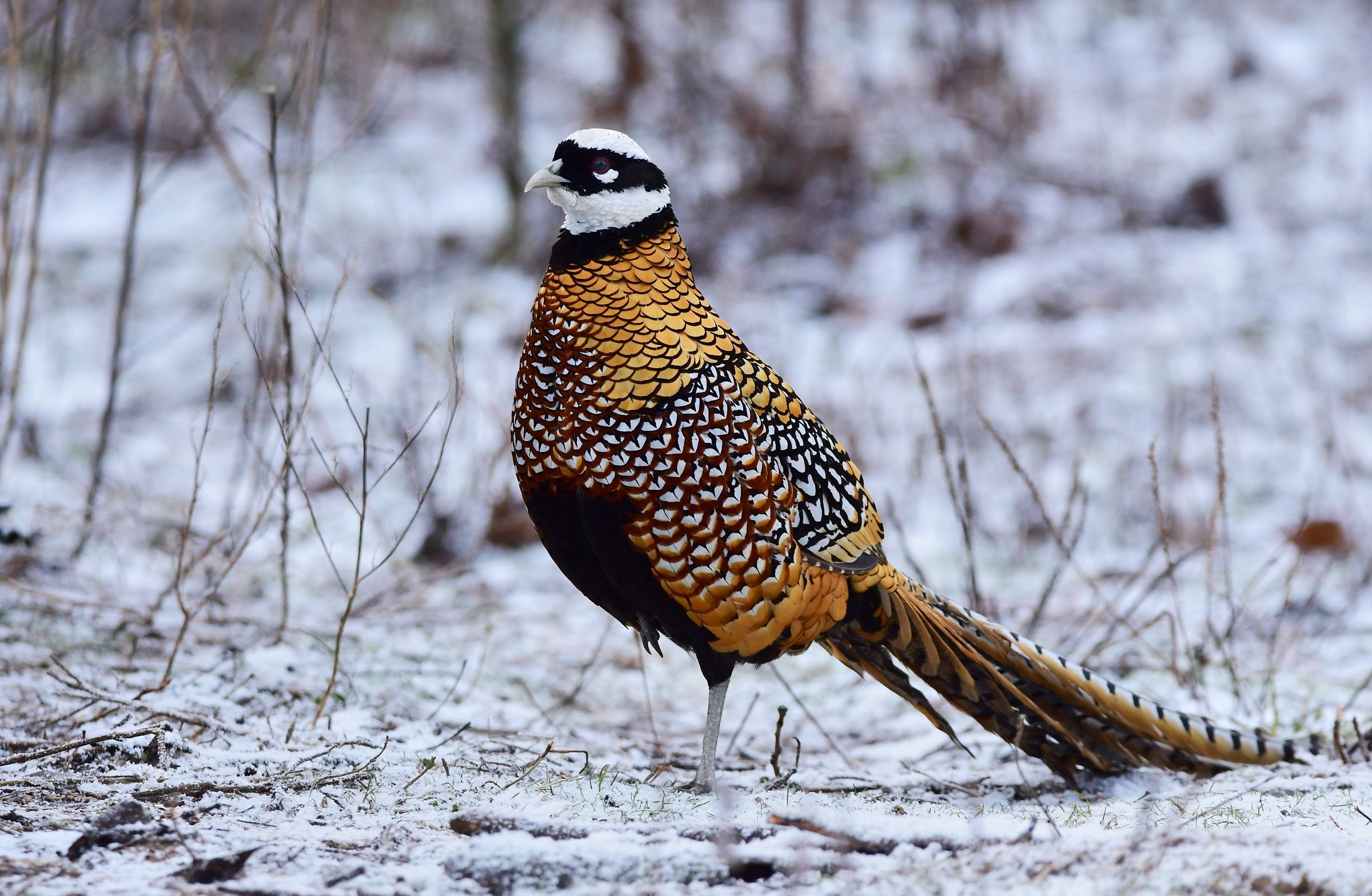Royal pheasant in the snow