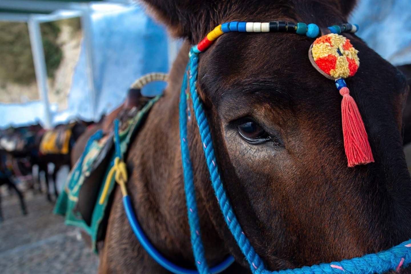 Santorini Donkeys