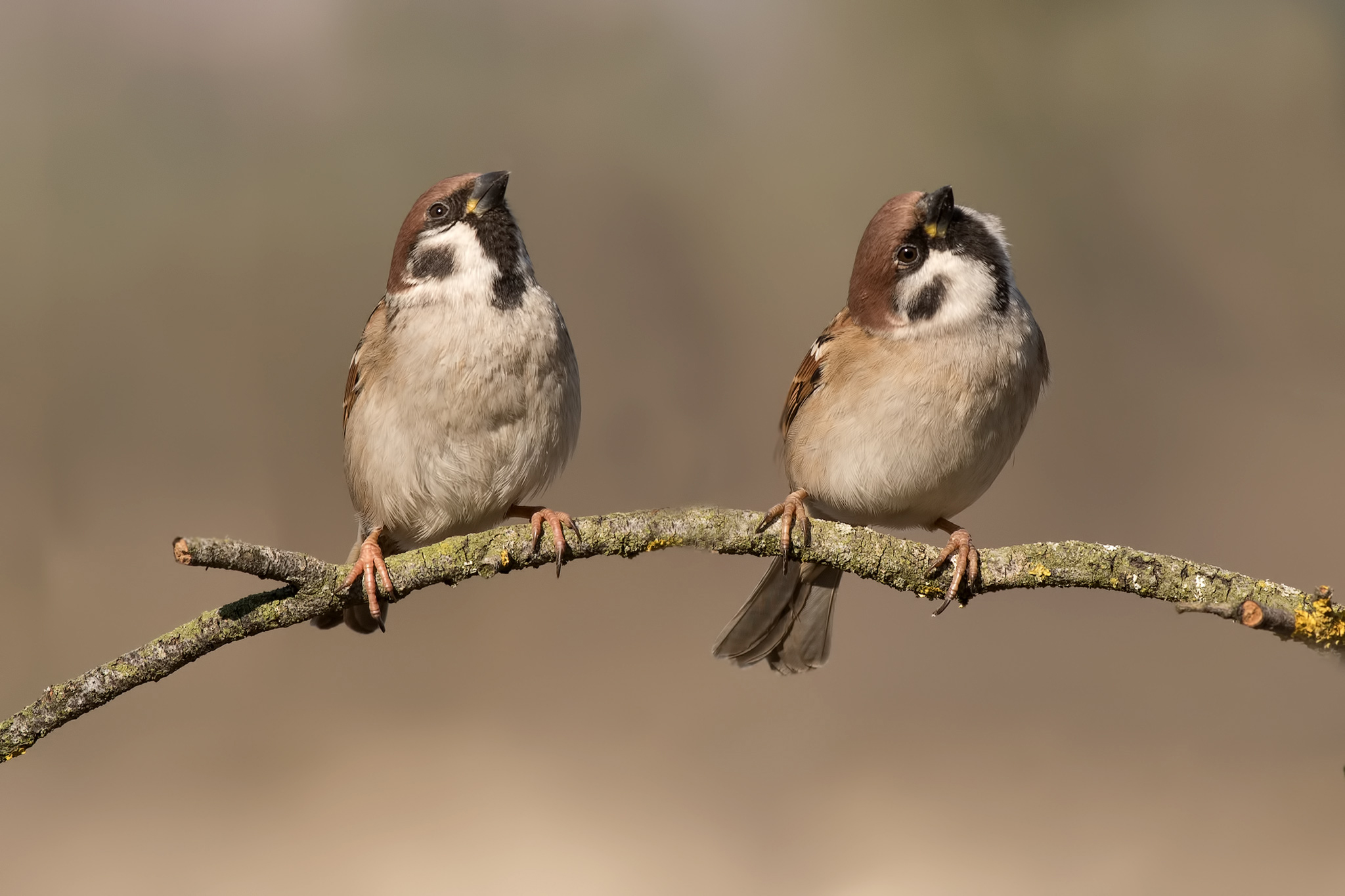 Small Mattugia flounder.... Looking