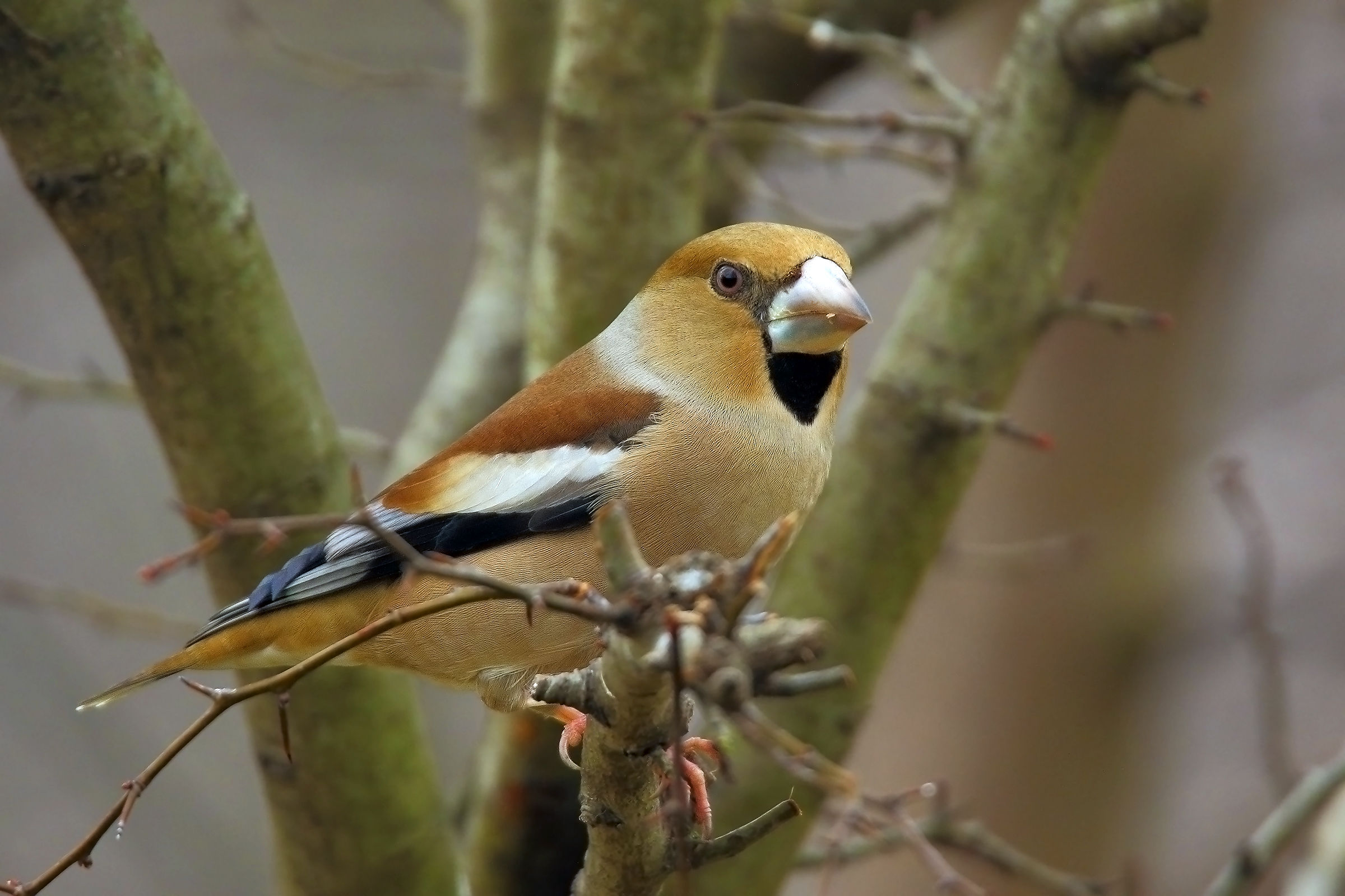 The Hawfinch