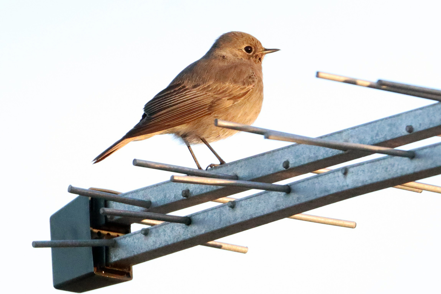 Phoenicurus ochruros (Codirosso spazzacamino) 1