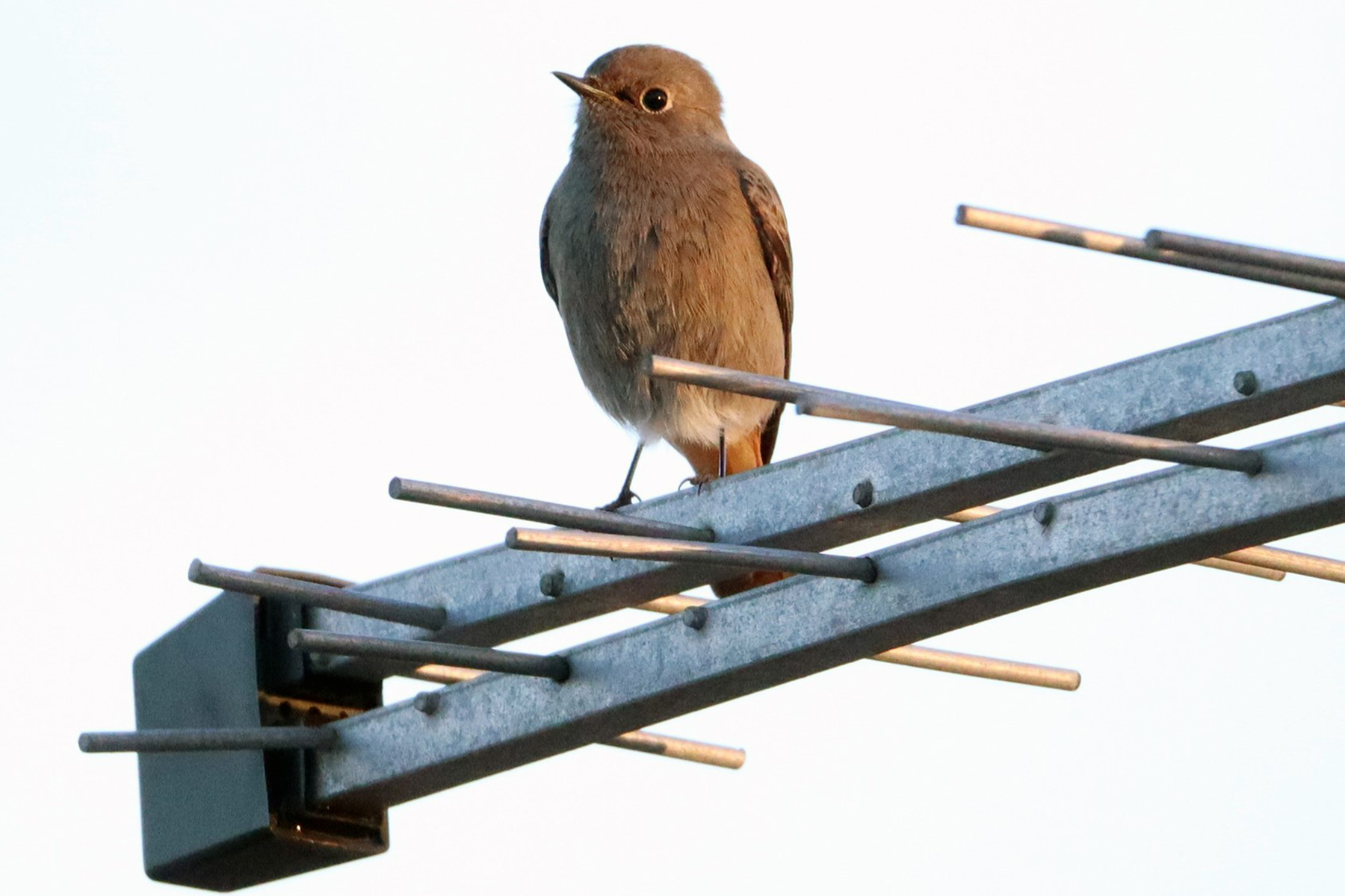 Phoenicurus ochruros (Codirosso spazzacamino) 2