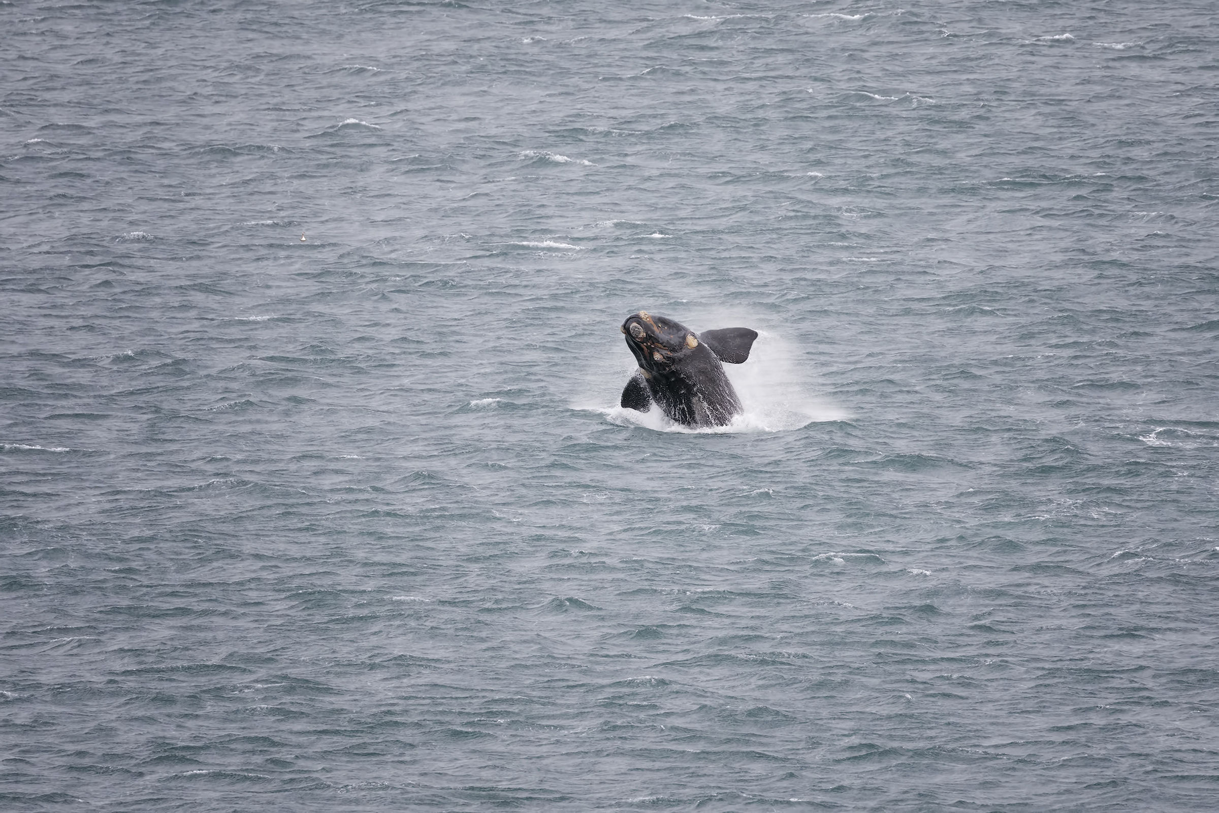 Il salto della balena