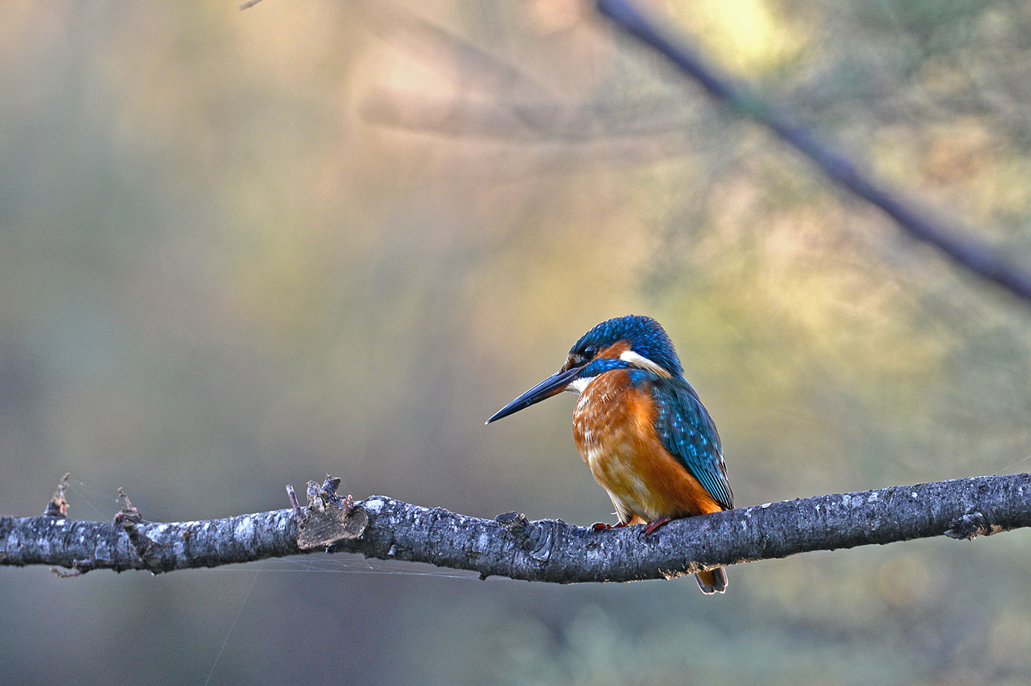 Kingfisher