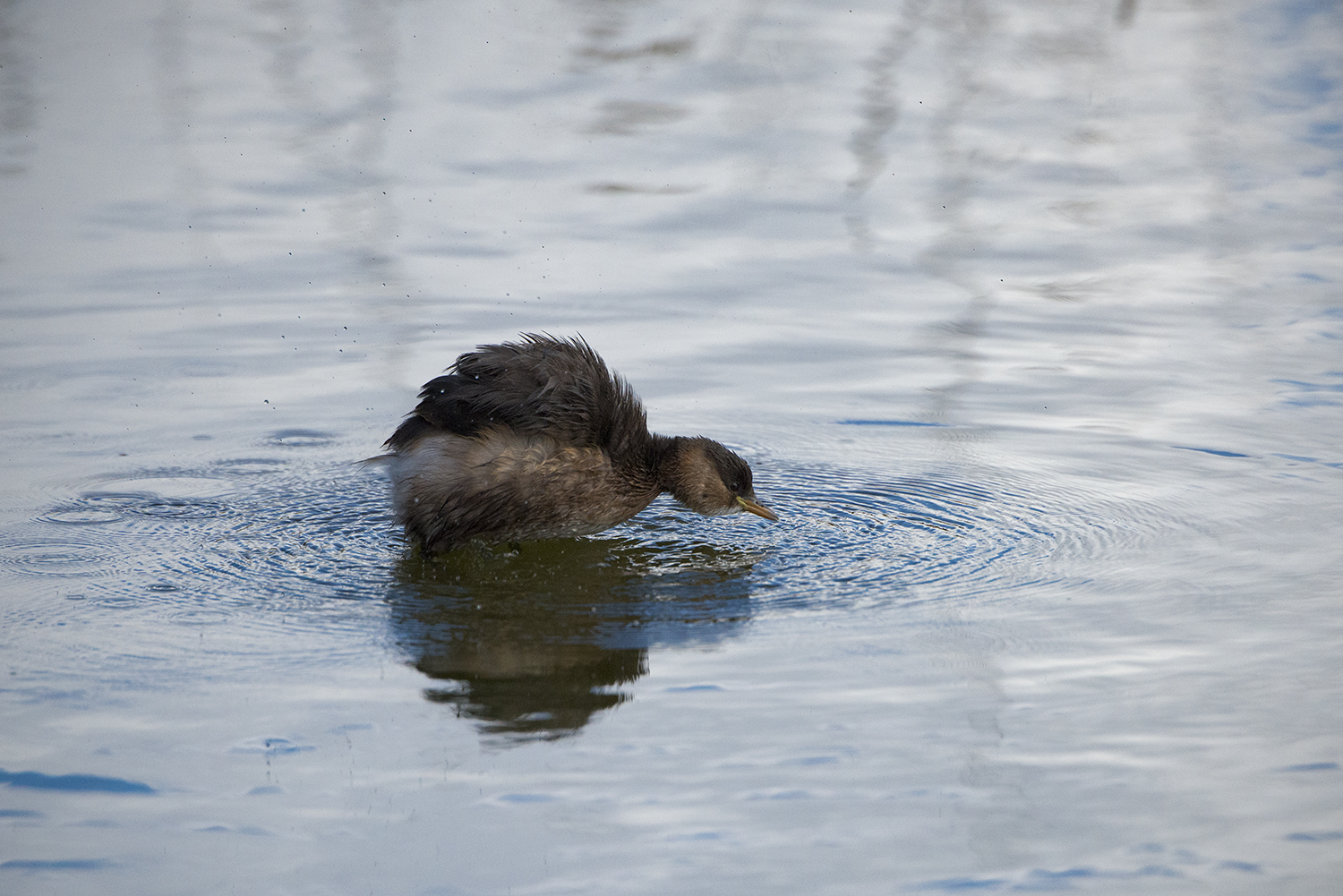 Little Grebe