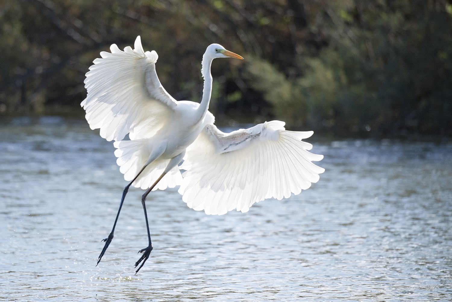 White Heron