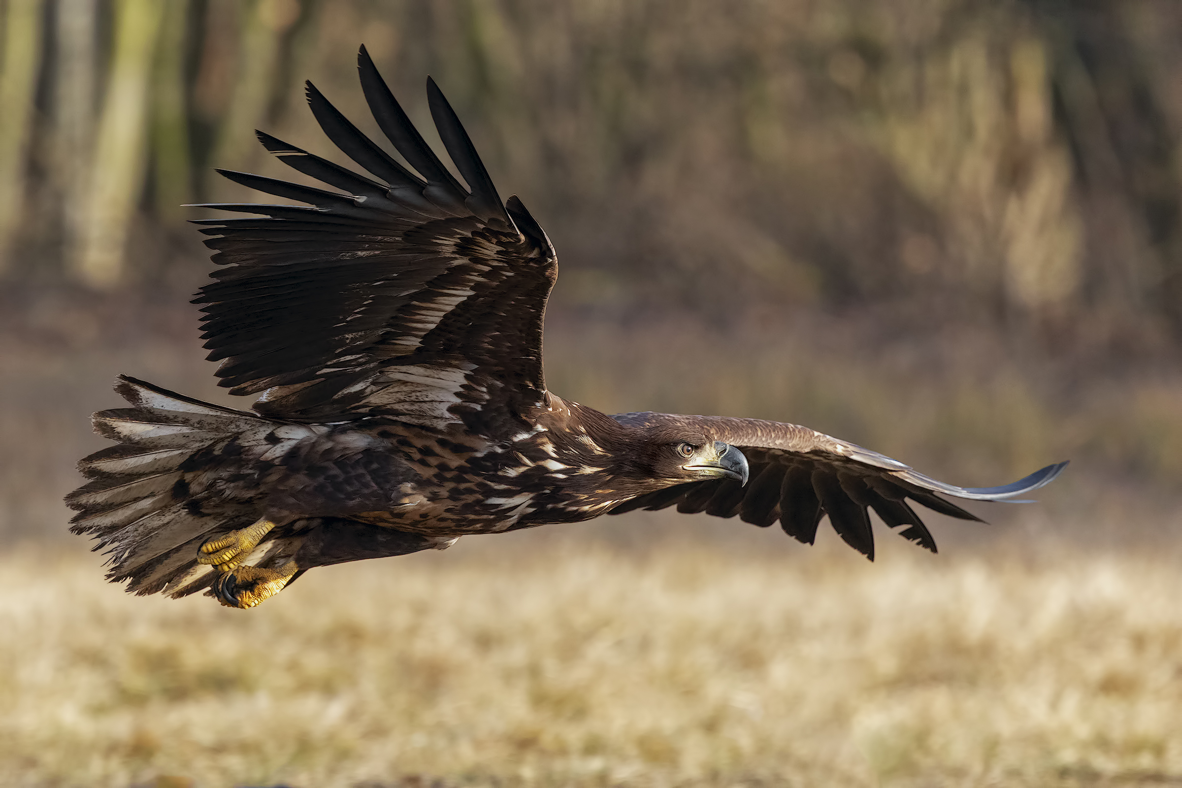 Sea Eagle White Tail
