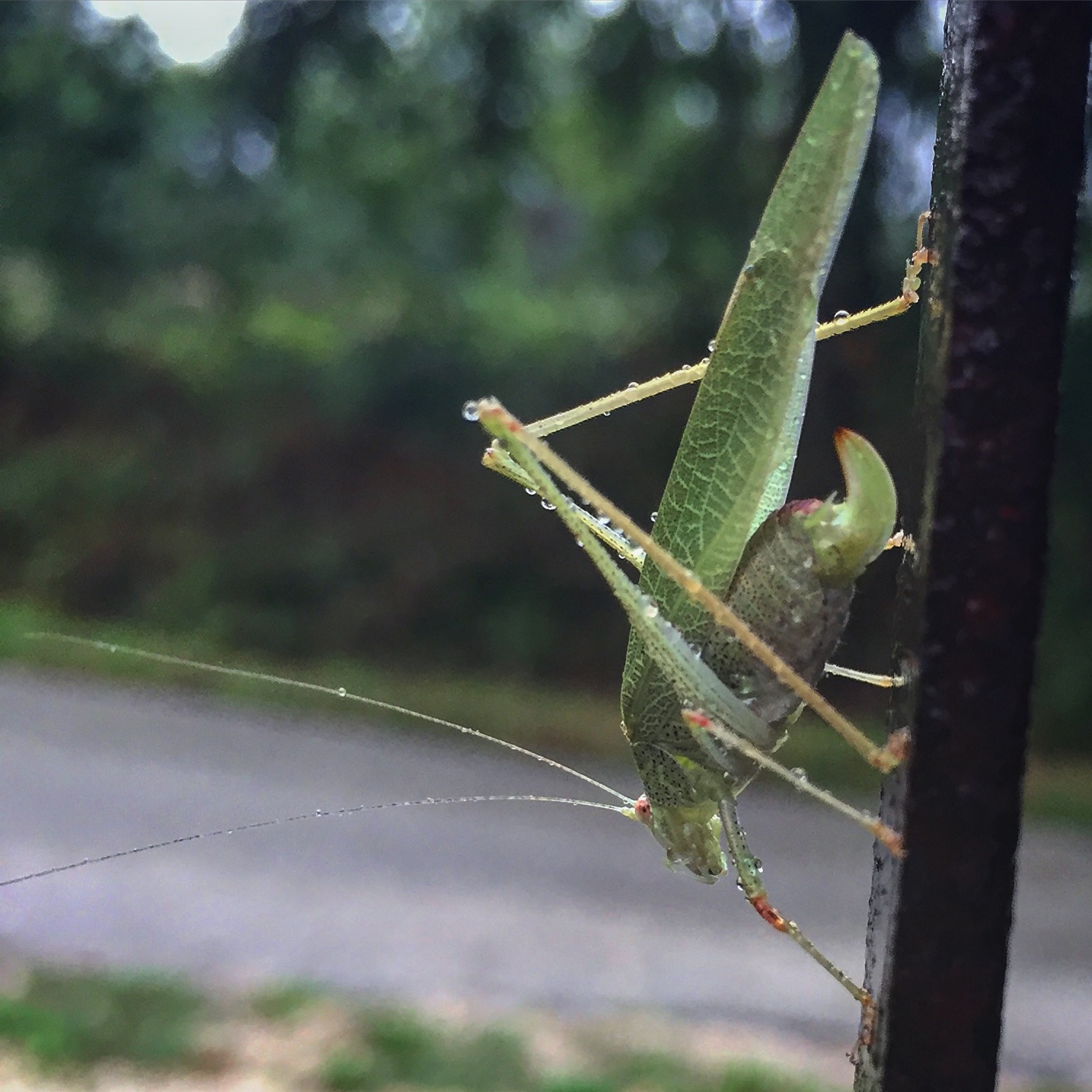 Tanta Meraviglia Verde