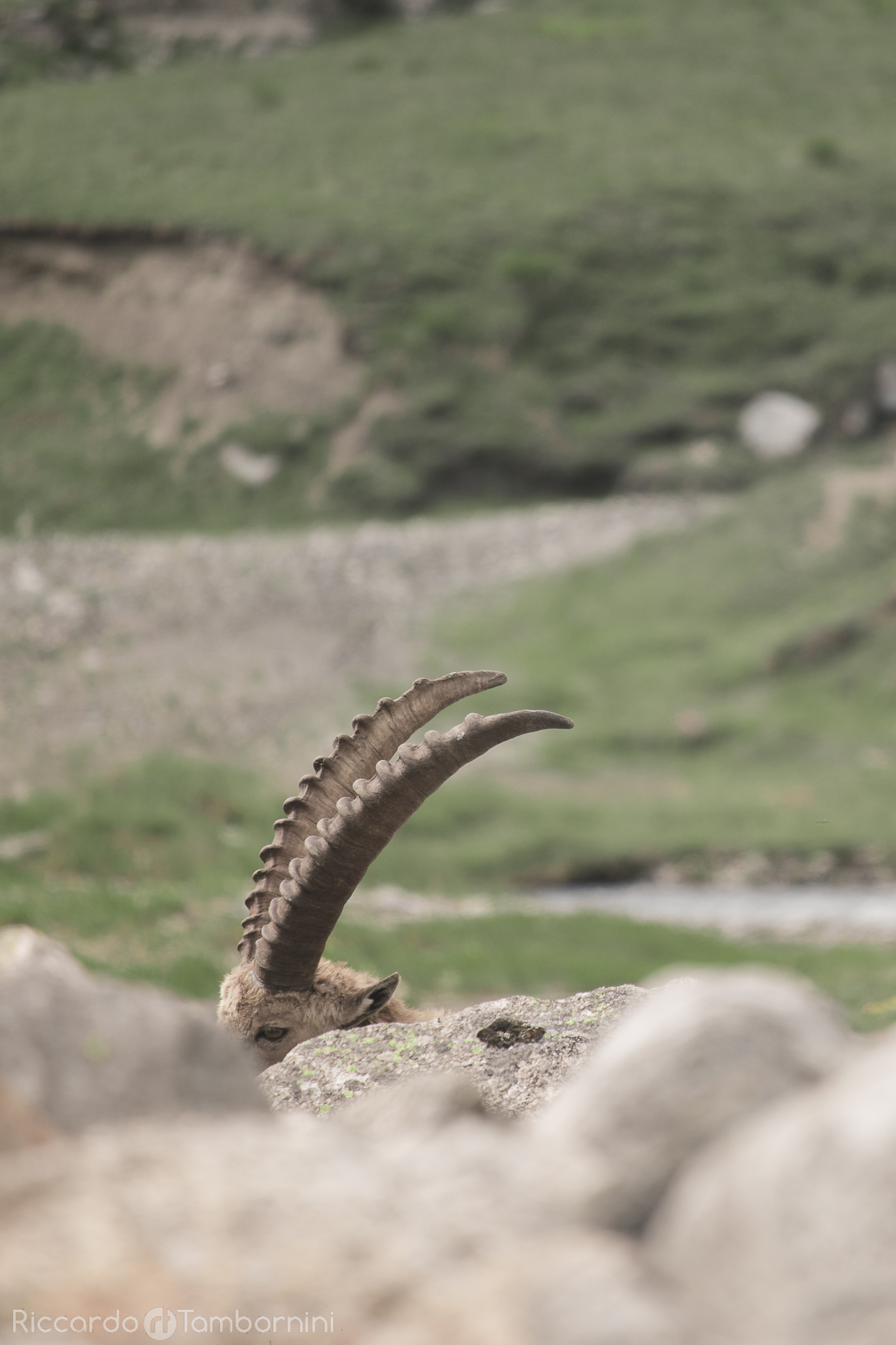 The eye of...the Ibex
