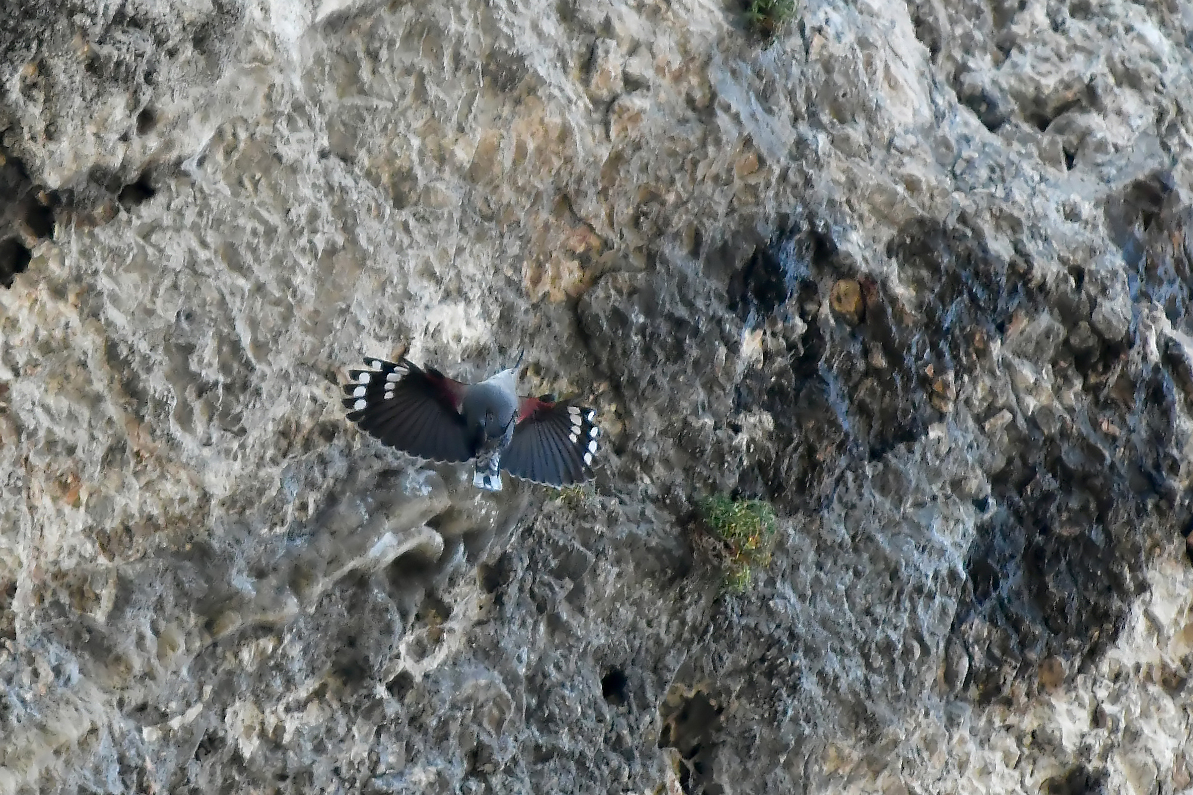 8-inch Crop-Wallcreeper